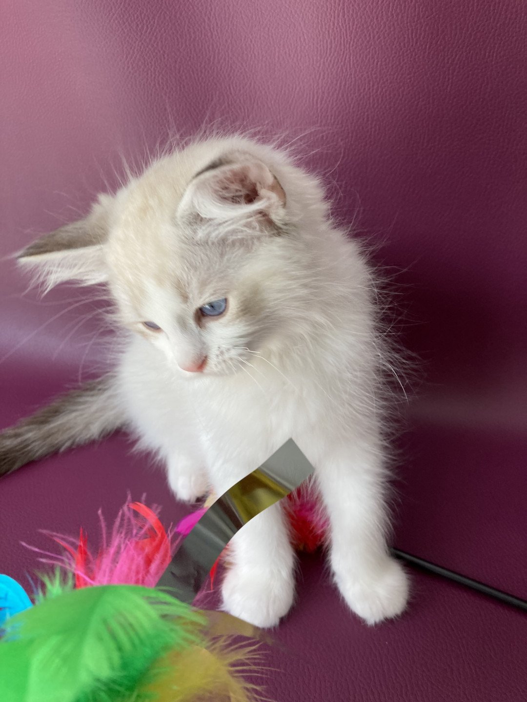 chaton Ragdoll tabby point & blanc Scarlett Les Ragdolls de la Croisette