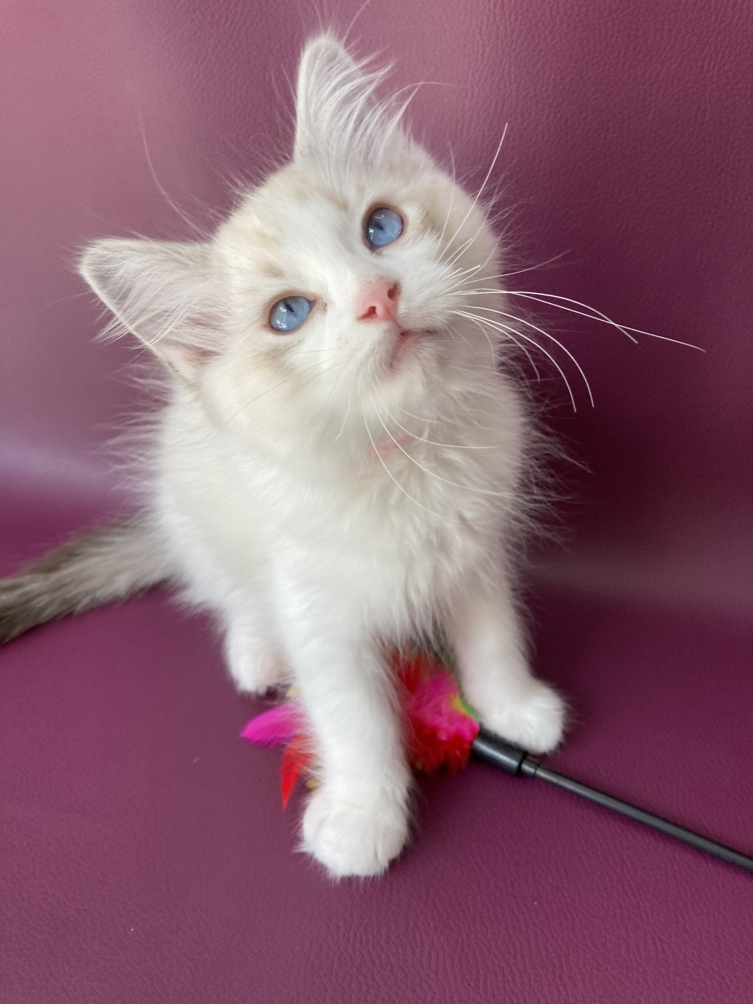 chaton Ragdoll tabby point & blanc Scarlett Les Ragdolls de la Croisette