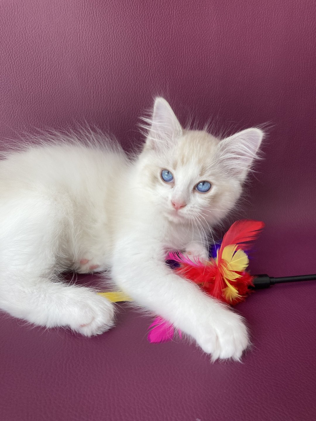 chaton Ragdoll tabby point & blanc Scarlett Les Ragdolls de la Croisette