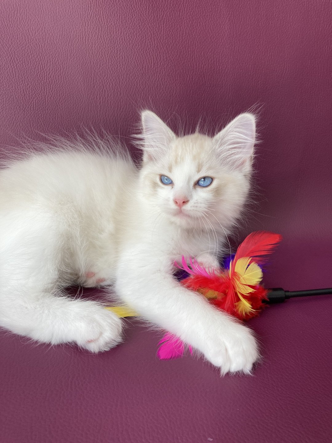 chaton Ragdoll tabby point & blanc Scarlett Les Ragdolls de la Croisette