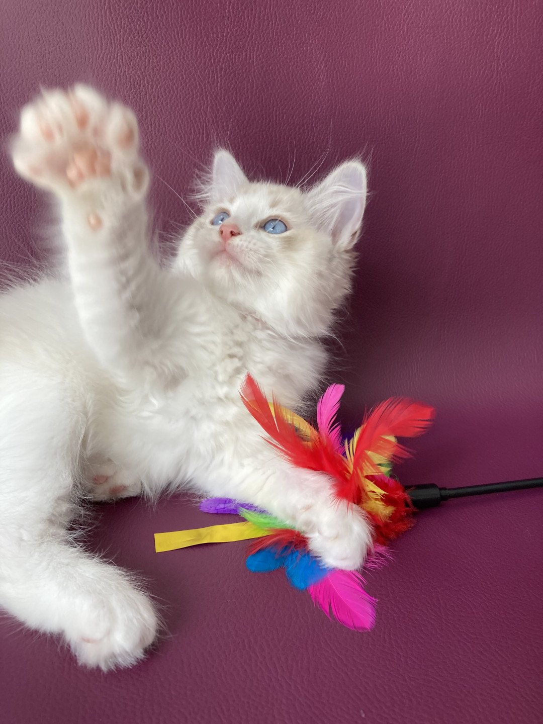 chaton Ragdoll tabby point & blanc Scarlett Les Ragdolls de la Croisette
