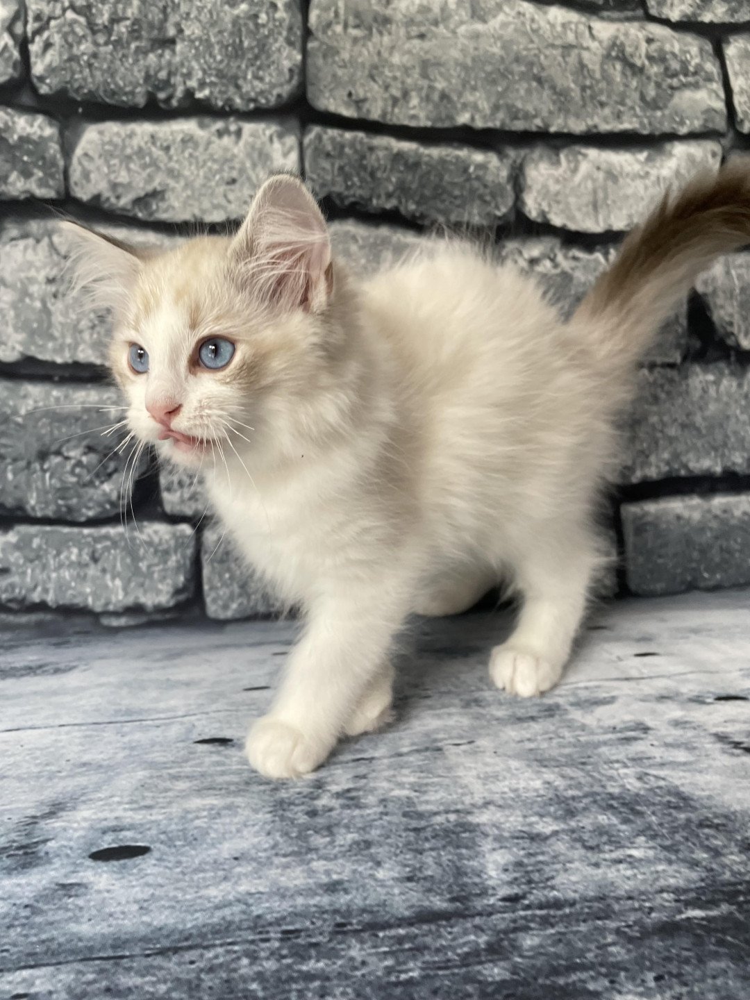 chaton Ragdoll tabby point & blanc Scarlett Les Ragdolls de la Croisette