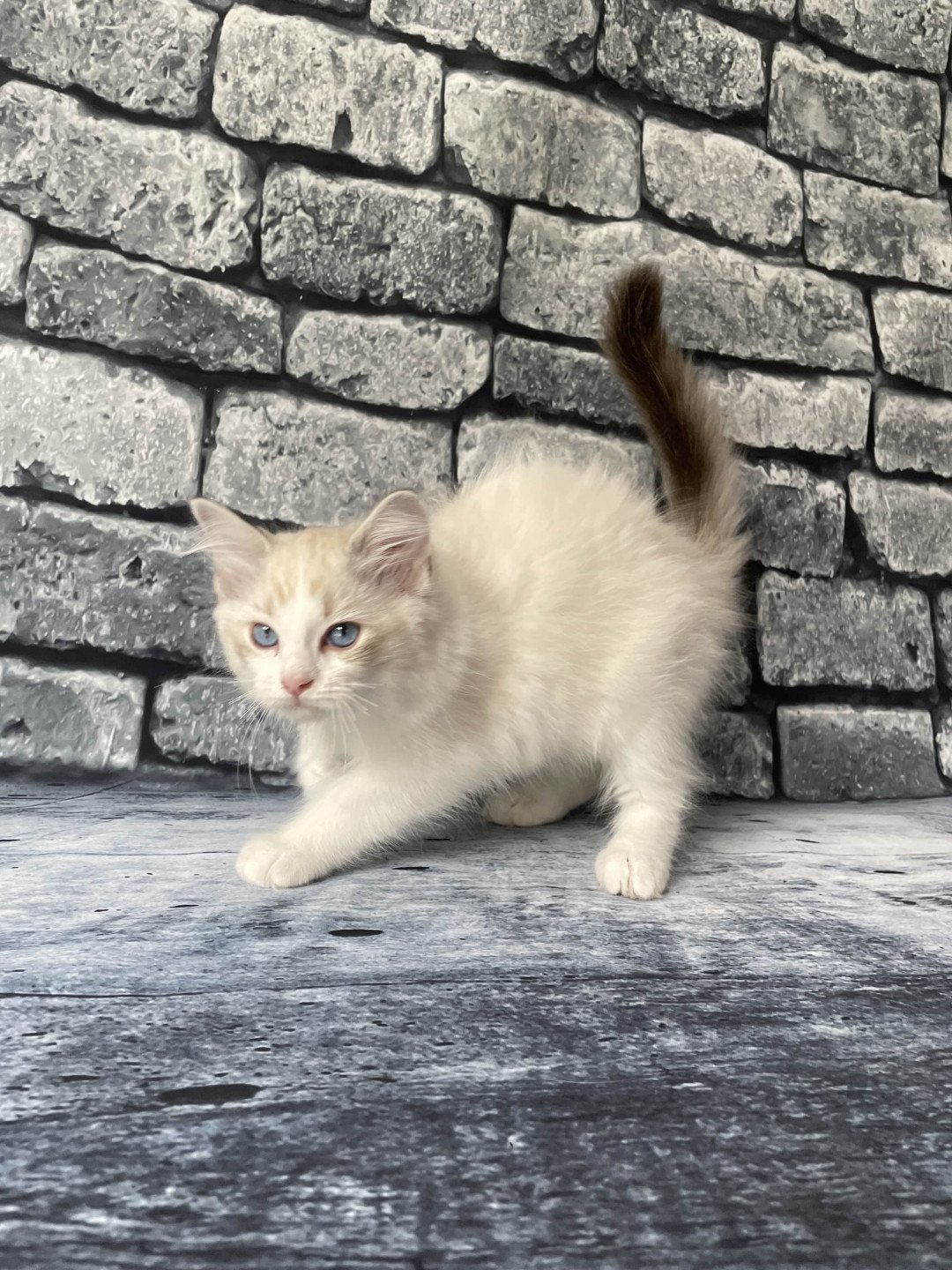 chaton Ragdoll tabby point & blanc Scarlett Les Ragdolls de la Croisette