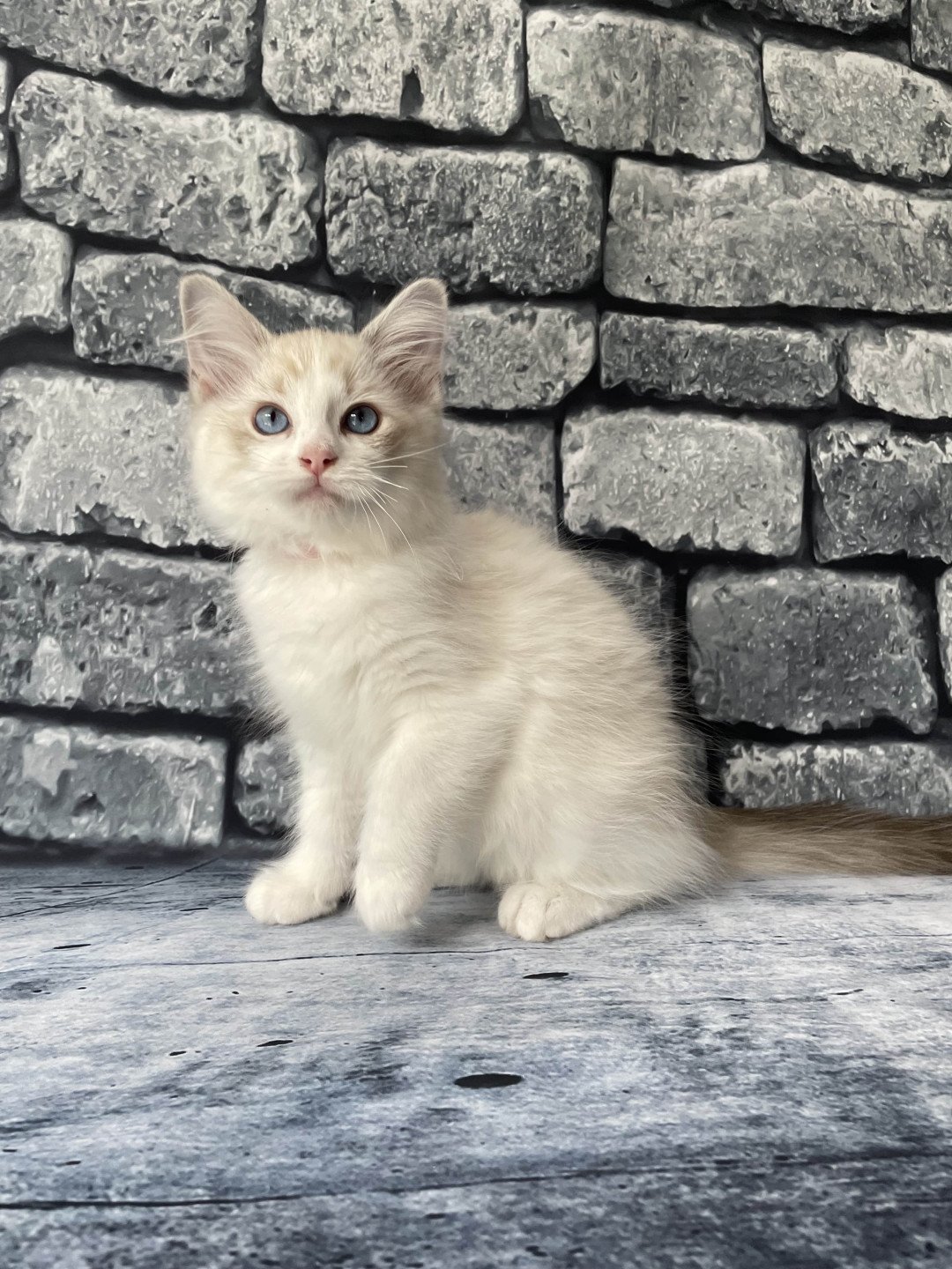 chaton Ragdoll tabby point & blanc Scarlett Les Ragdolls de la Croisette