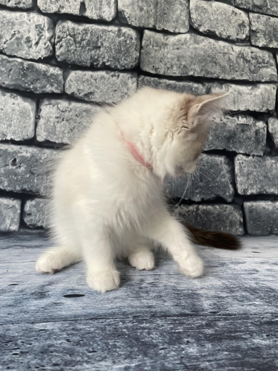 chaton Ragdoll tabby point & blanc Scarlett Les Ragdolls de la Croisette