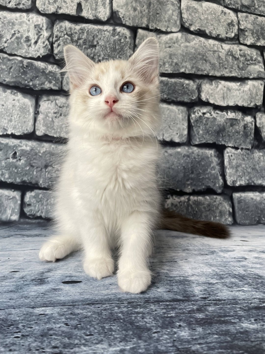 chaton Ragdoll tabby point & blanc Scarlett Les Ragdolls de la Croisette