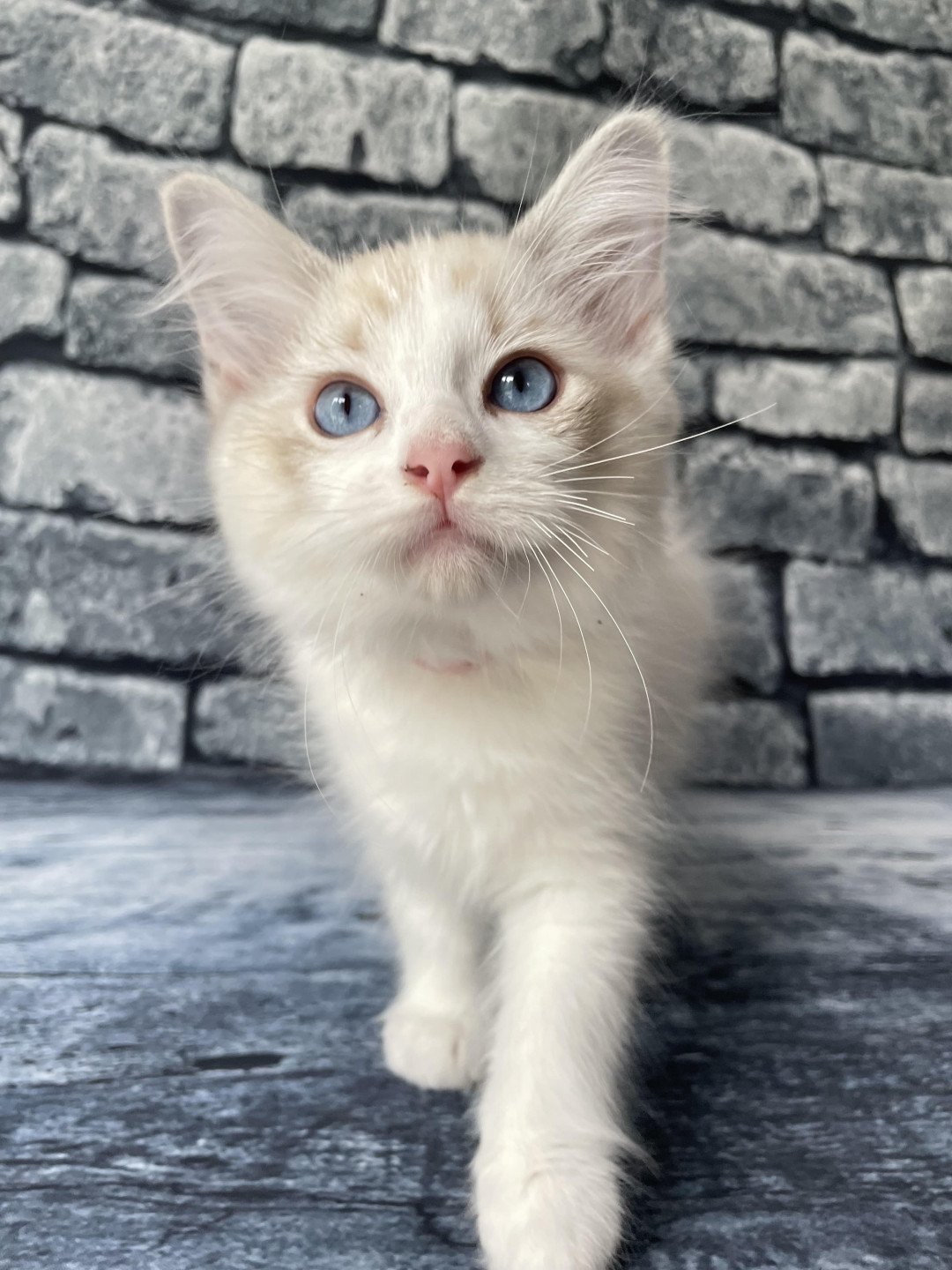 chaton Ragdoll tabby point & blanc Scarlett Les Ragdolls de la Croisette