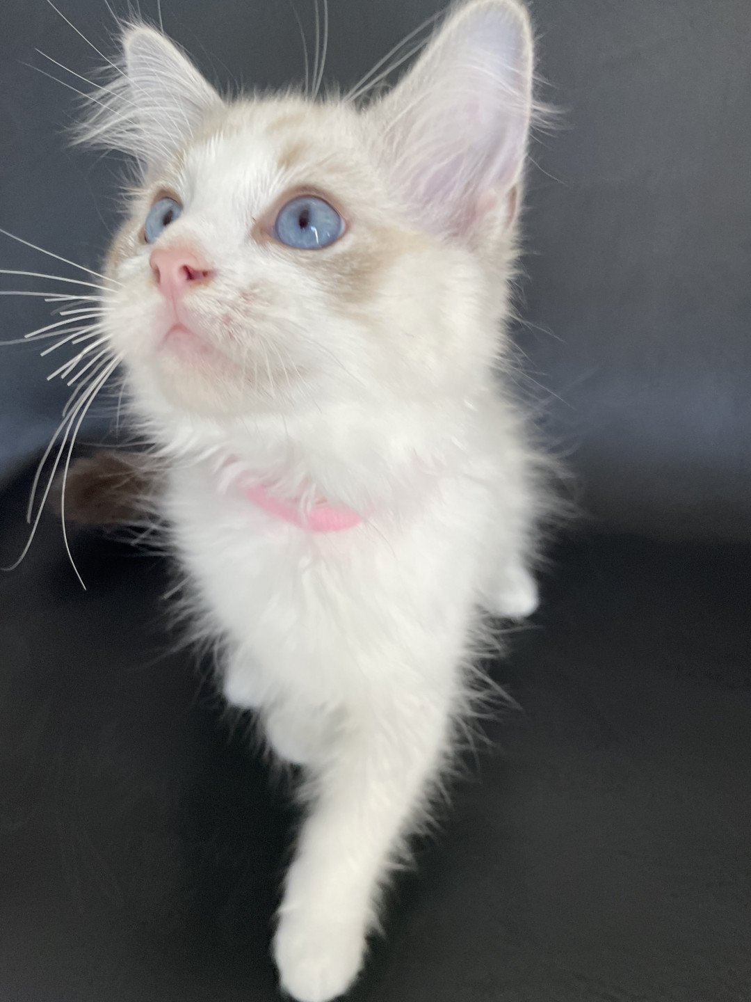 chaton Ragdoll tabby point & blanc Scarlett Les Ragdolls de la Croisette