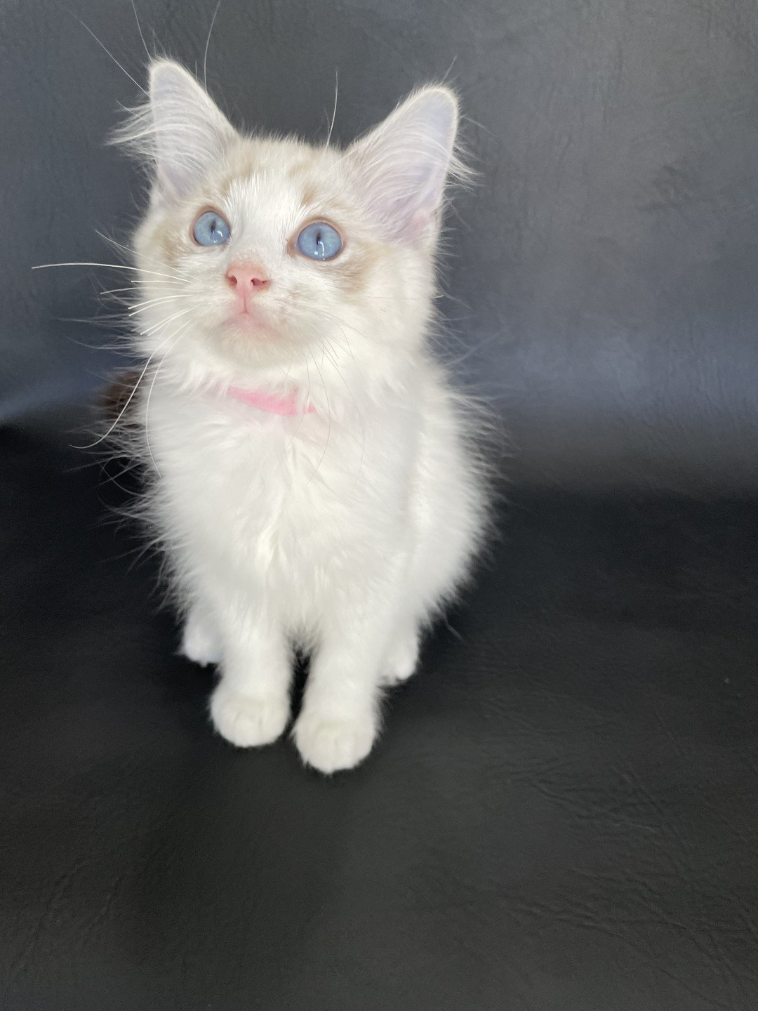 chaton Ragdoll tabby point & blanc Scarlett Les Ragdolls de la Croisette