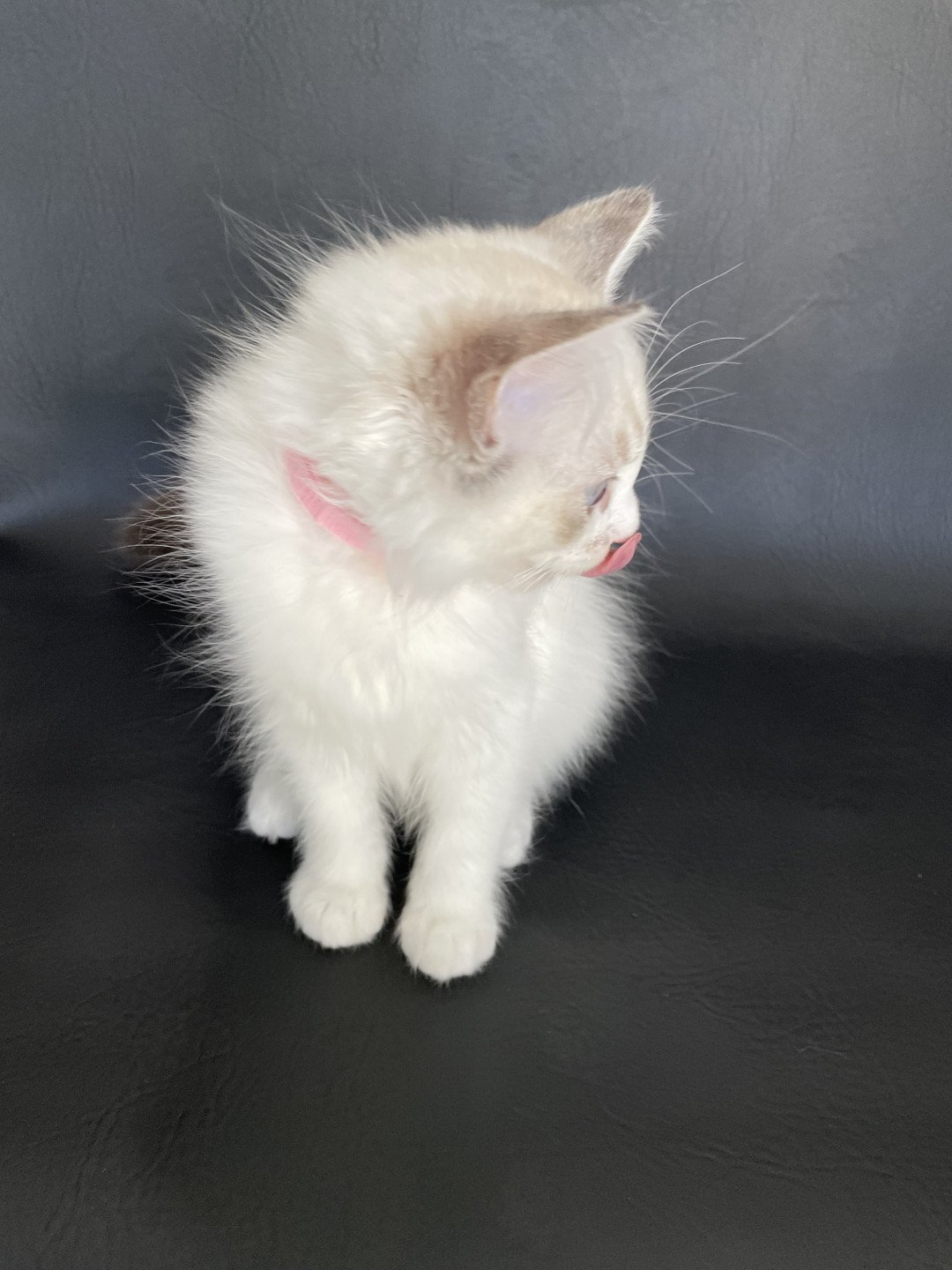 chaton Ragdoll tabby point & blanc Scarlett Les Ragdolls de la Croisette
