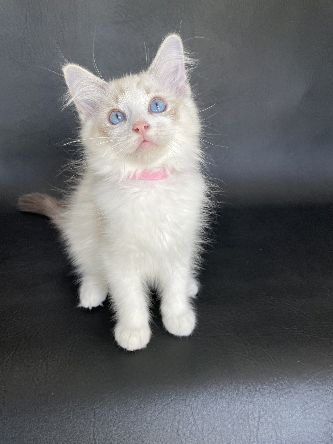chaton Ragdoll tabby point & blanc Scarlett Les Ragdolls de la Croisette