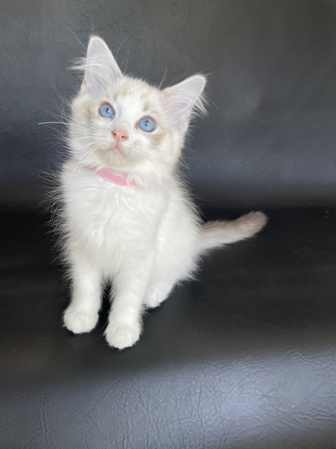 chaton Ragdoll tabby point & blanc Scarlett Les Ragdolls de la Croisette