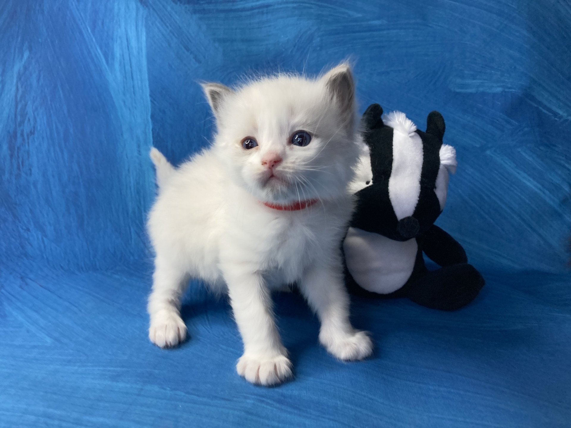 chaton Ragdoll Rouge Les Ragdolls de la Croisette