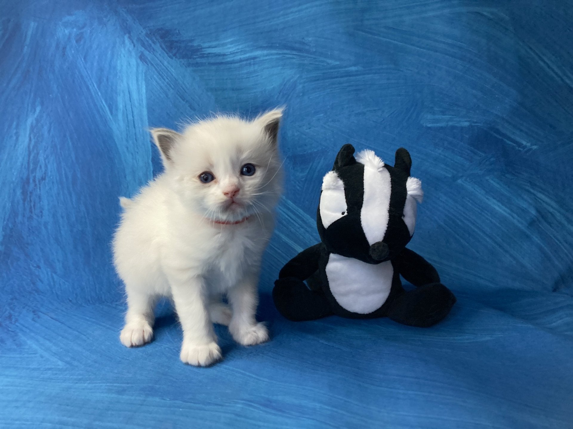 chaton Ragdoll Rouge Les Ragdolls de la Croisette