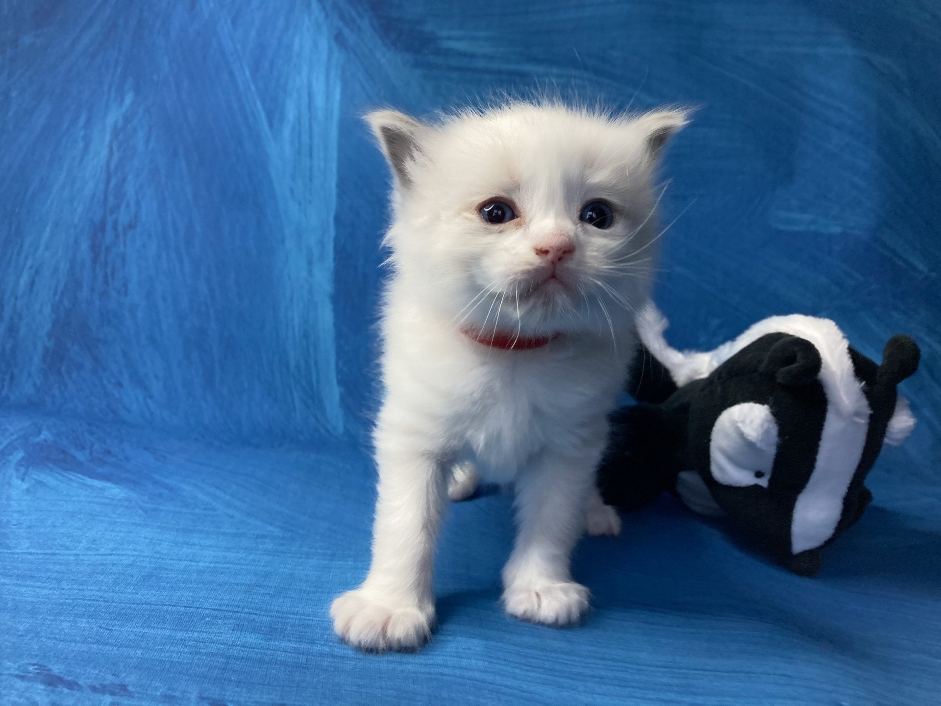 chaton Ragdoll Rouge Les Ragdolls de la Croisette