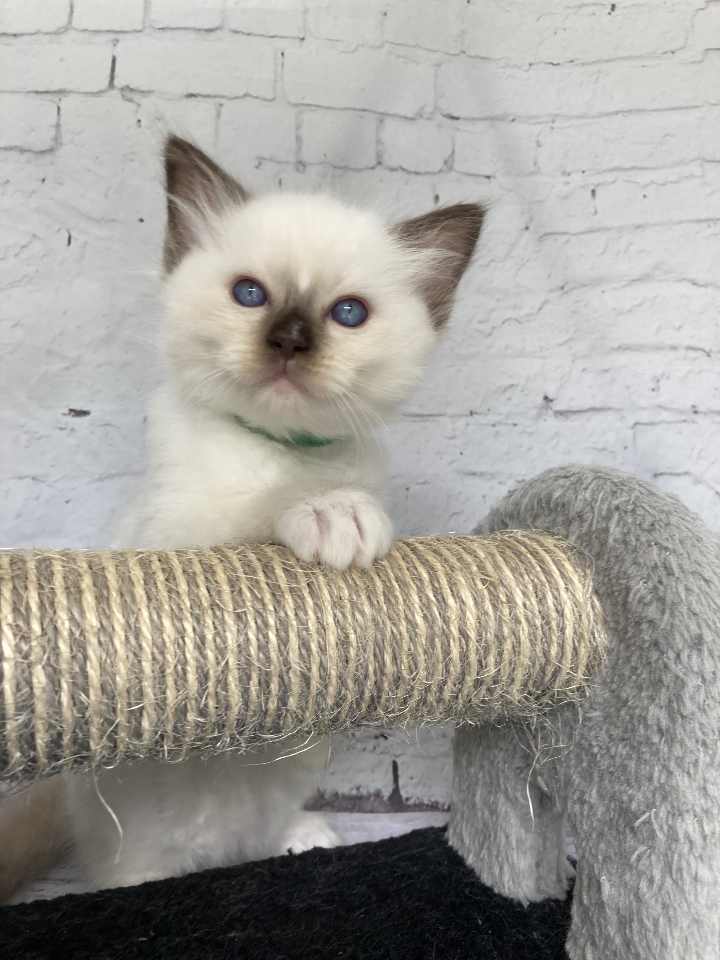 chaton Ragdoll chocolate point mitted Vert fonce Les Ragdolls de la Croisette