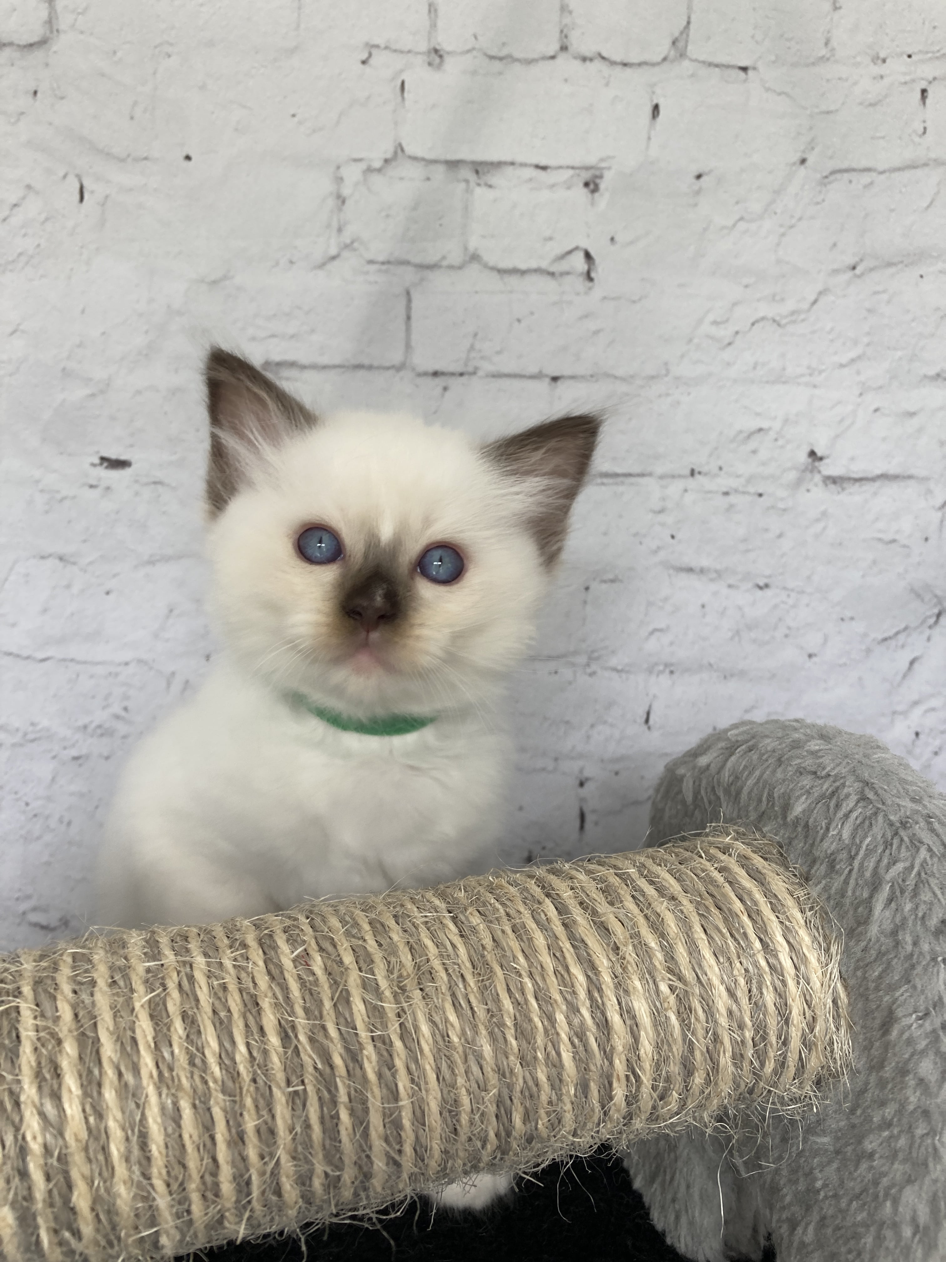 chaton Ragdoll chocolate point mitted Vert fonce Les Ragdolls de la Croisette