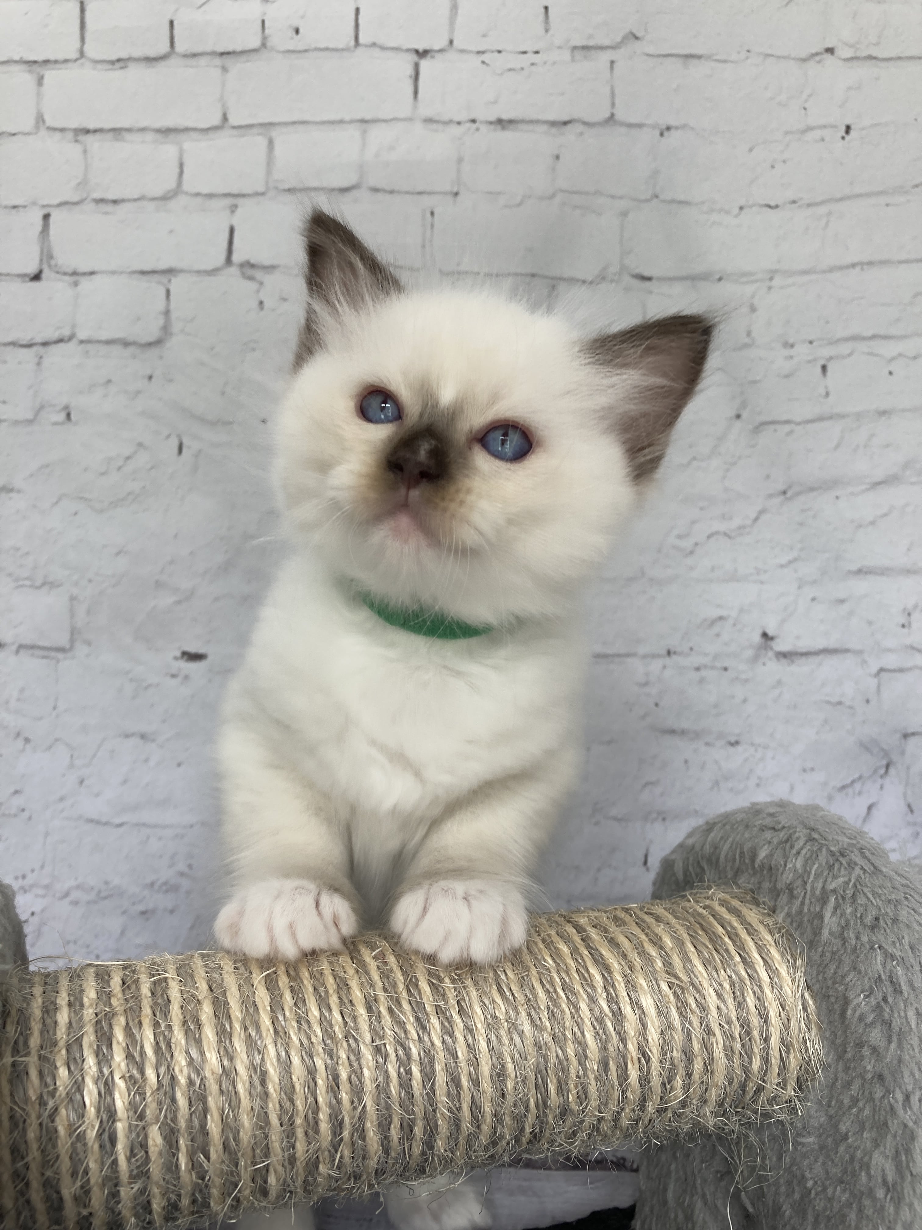 chaton Ragdoll chocolate point mitted Vert fonce Les Ragdolls de la Croisette
