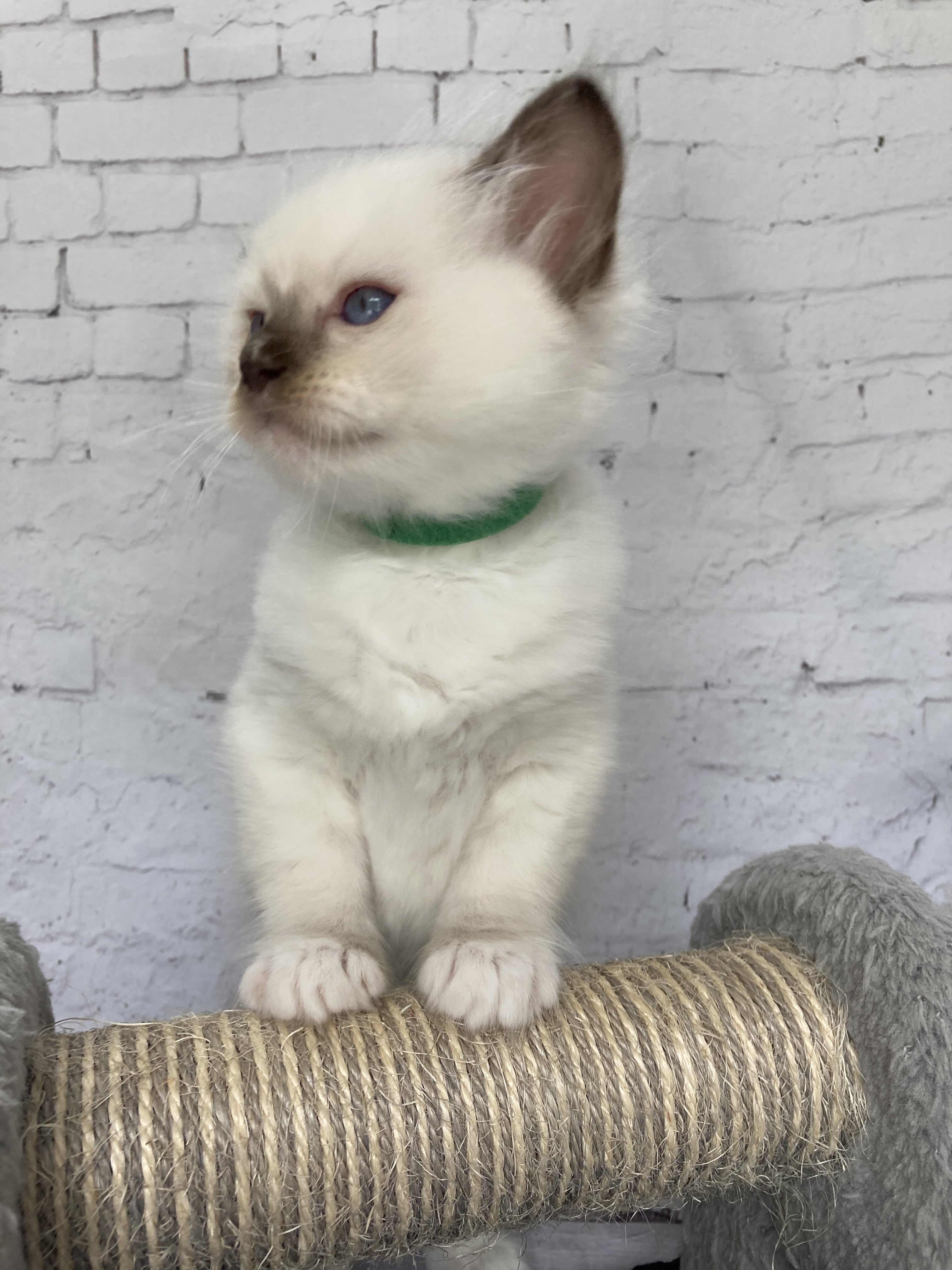 chaton Ragdoll chocolate point mitted Vert fonce Les Ragdolls de la Croisette