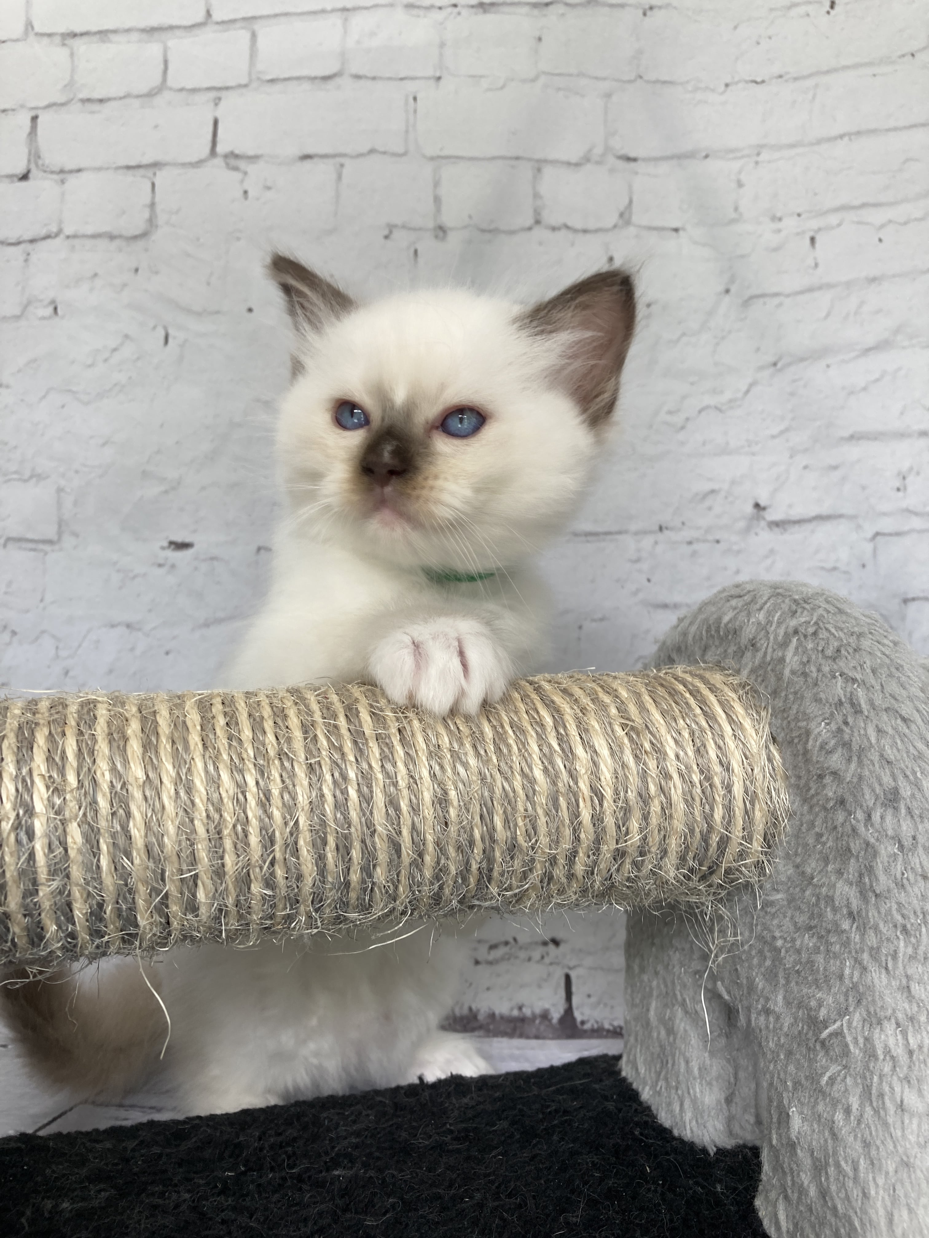 chaton Ragdoll chocolate point mitted Vert fonce Les Ragdolls de la Croisette