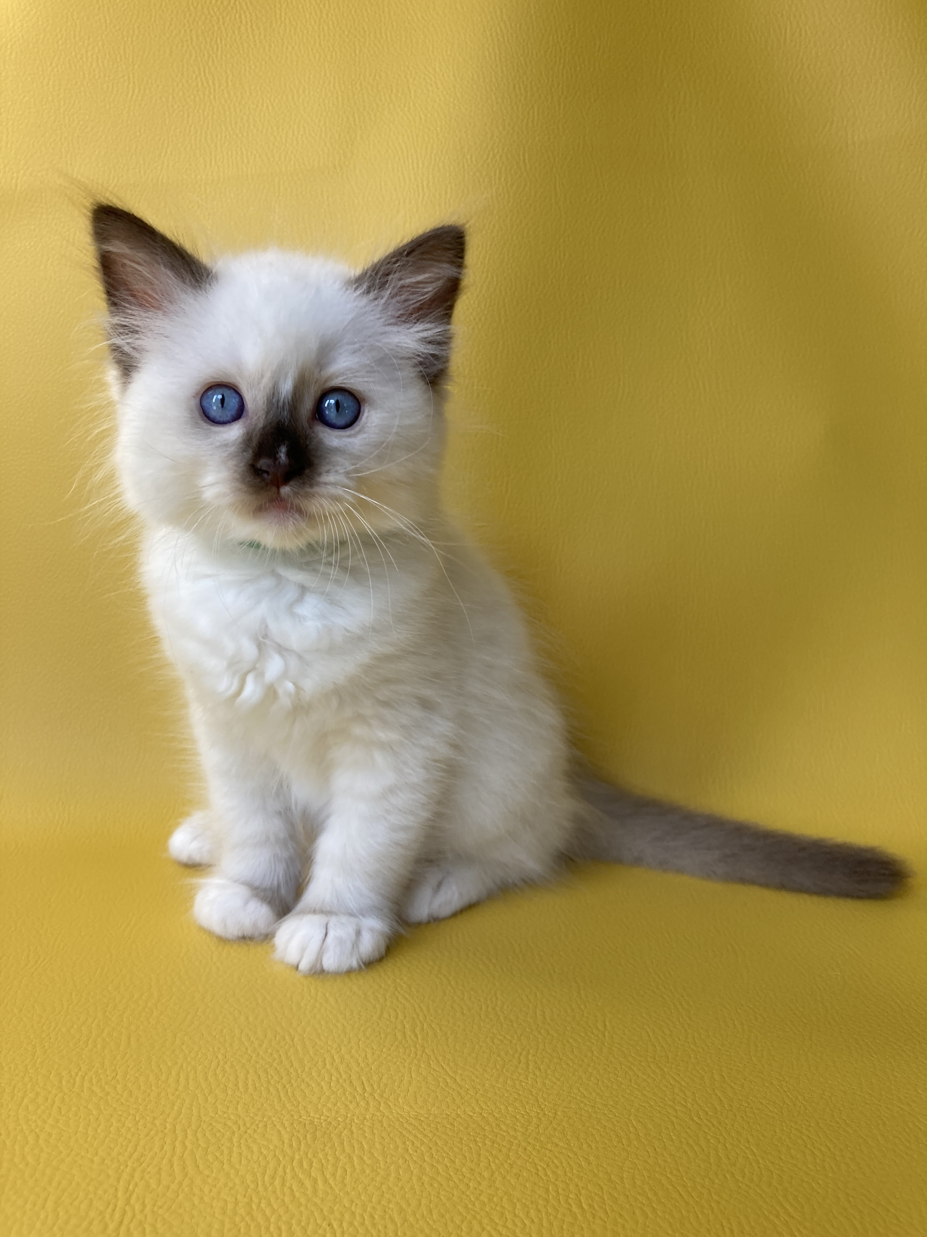 chaton Ragdoll chocolate point mitted Sully Les Ragdolls de la Croisette