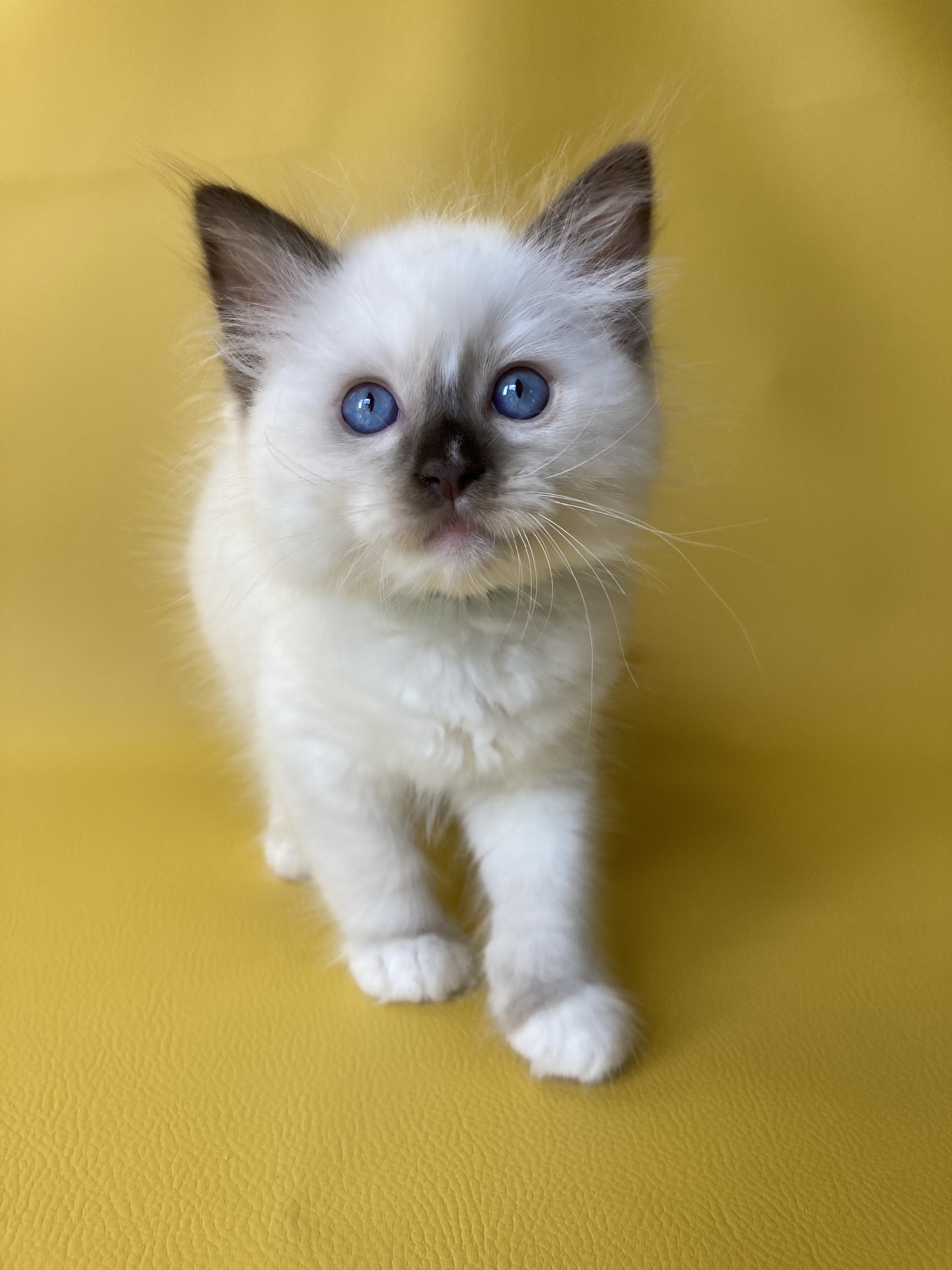 chaton Ragdoll chocolate point mitted Sully Les Ragdolls de la Croisette