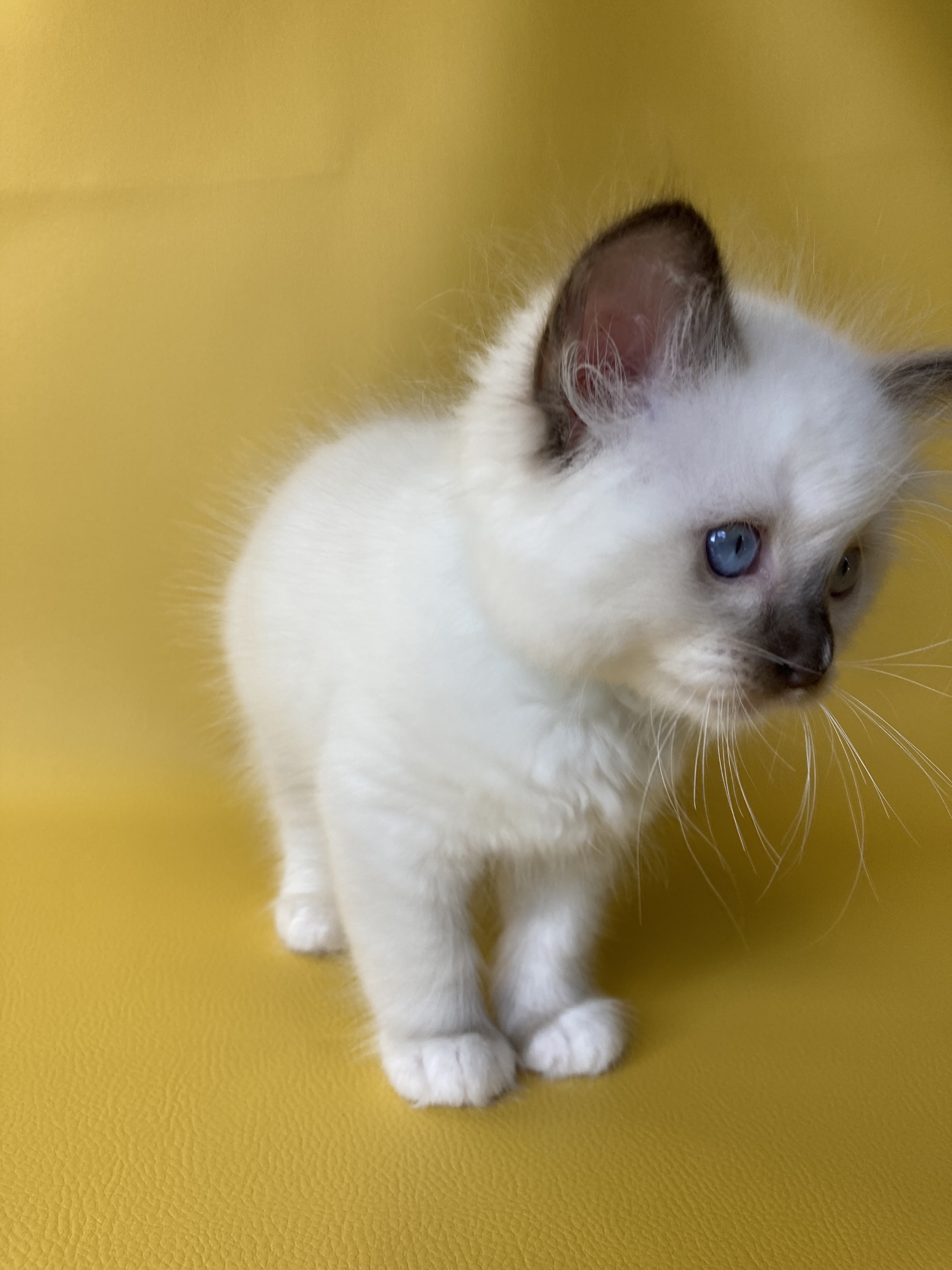 chaton Ragdoll chocolate point mitted Sully Les Ragdolls de la Croisette