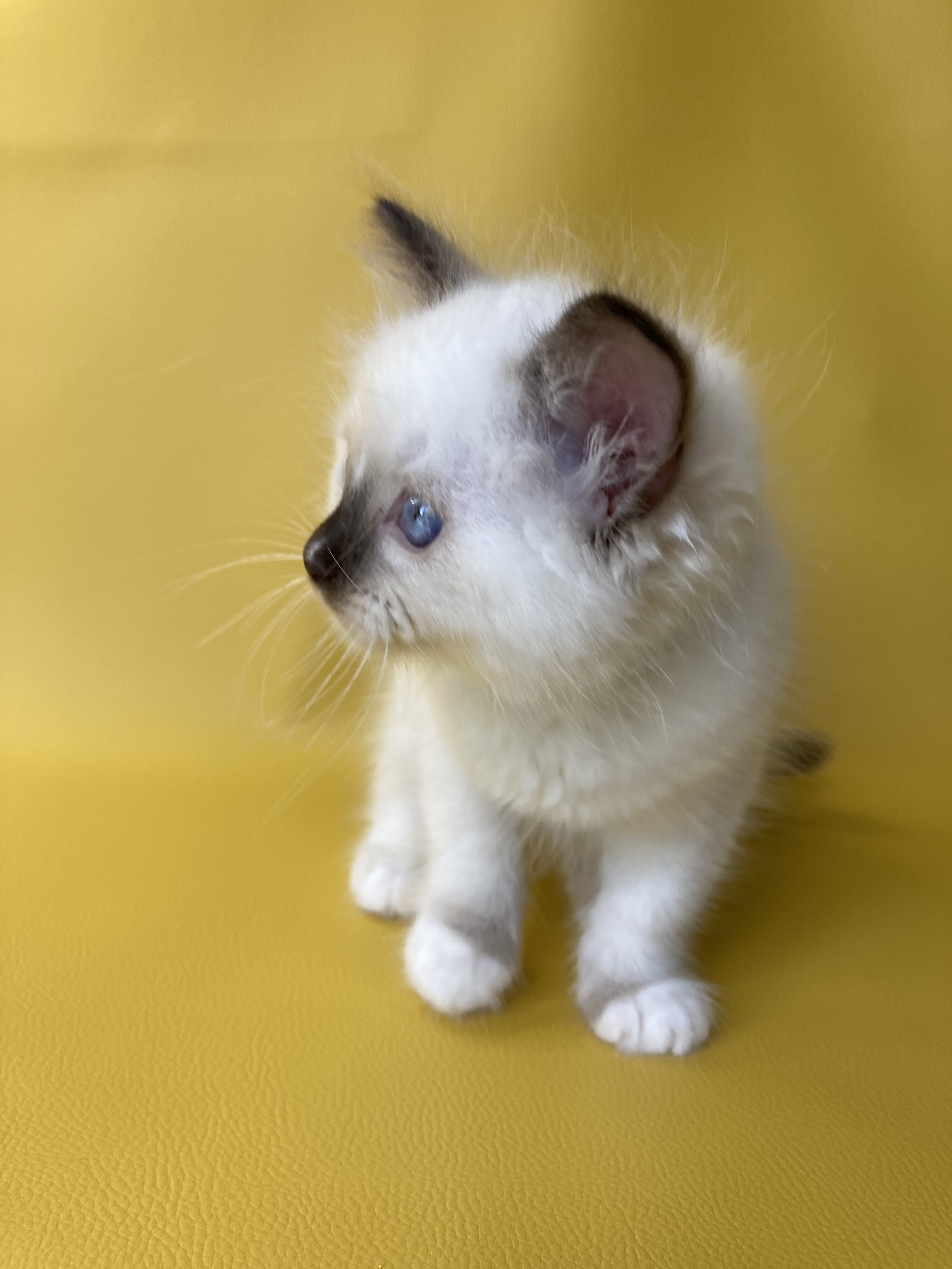 chaton Ragdoll chocolate point mitted Sully Les Ragdolls de la Croisette