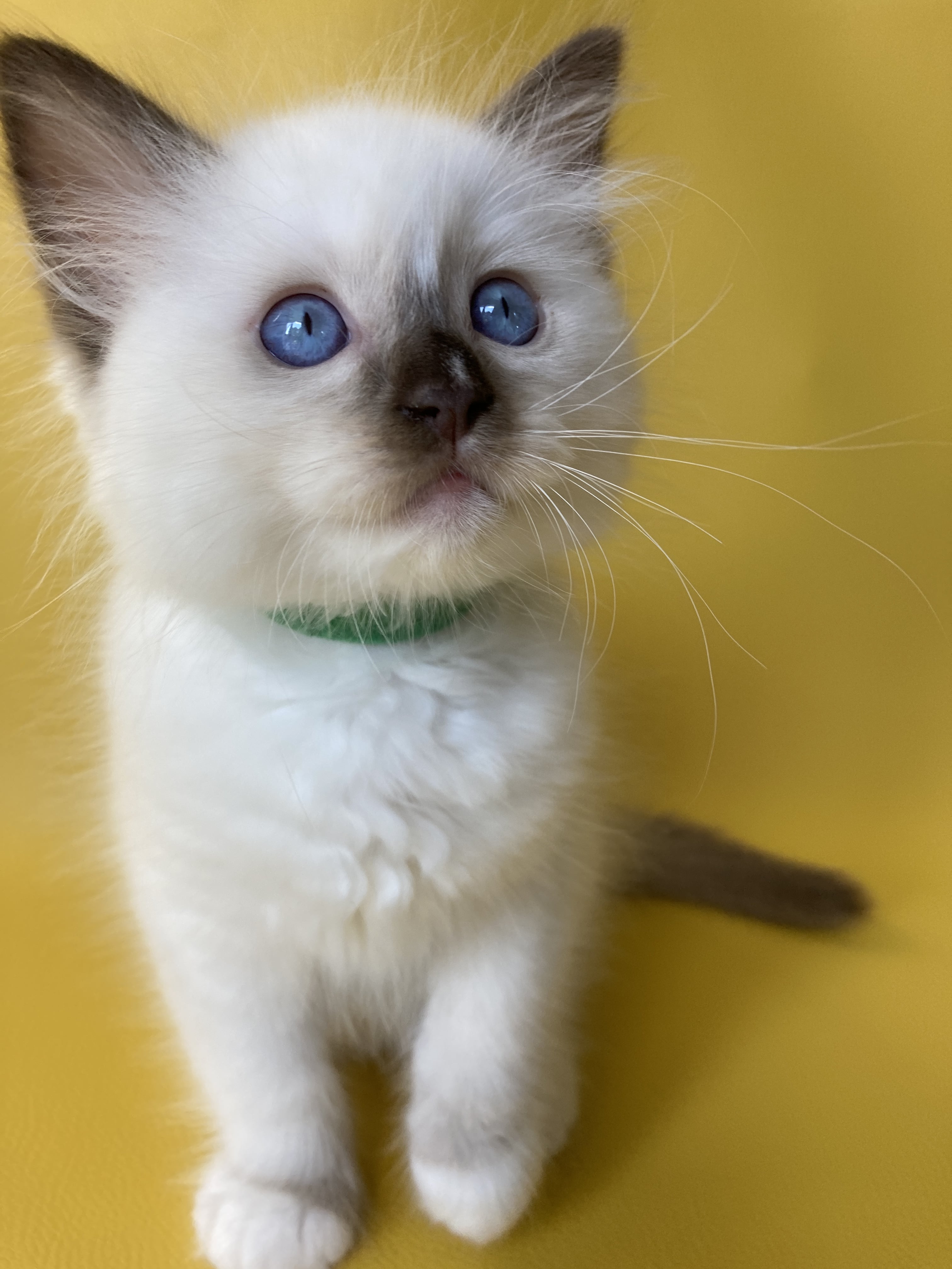 chaton Ragdoll chocolate point mitted Sully Les Ragdolls de la Croisette