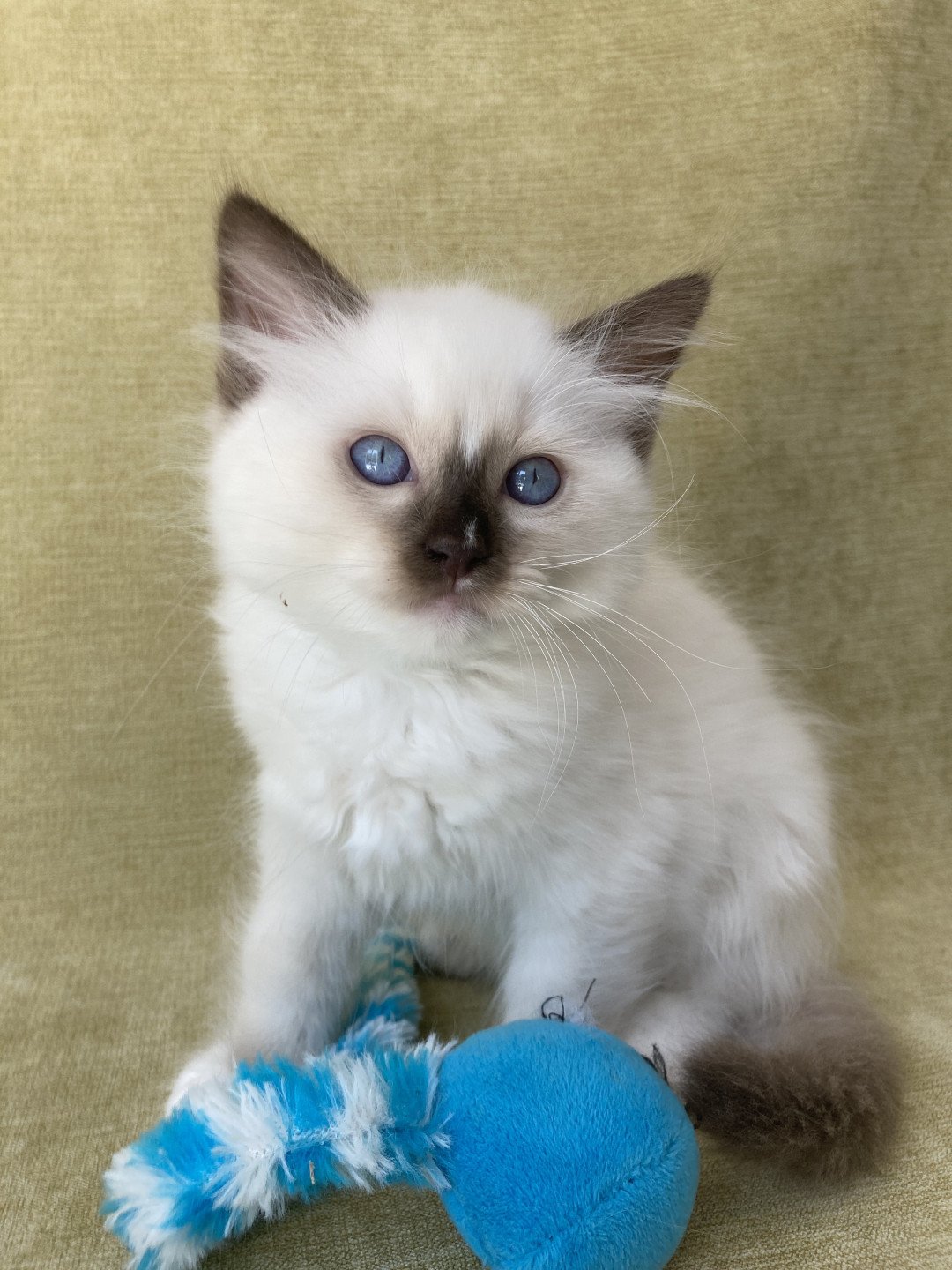 chaton Ragdoll chocolate point mitted Sully Les Ragdolls de la Croisette
