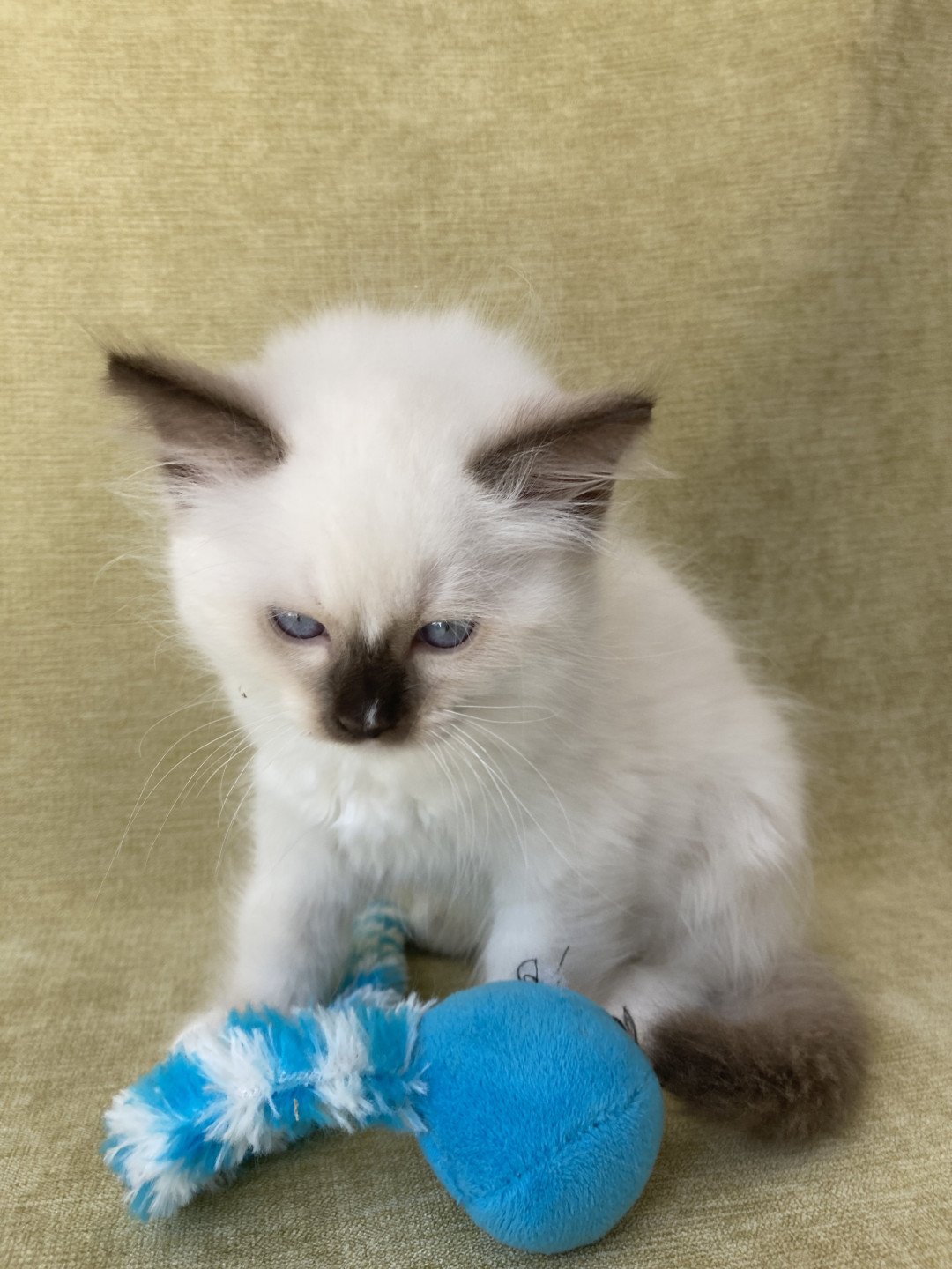 chaton Ragdoll chocolate point mitted Sully Les Ragdolls de la Croisette