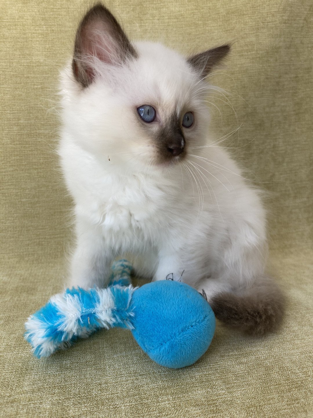 chaton Ragdoll chocolate point mitted Sully Les Ragdolls de la Croisette