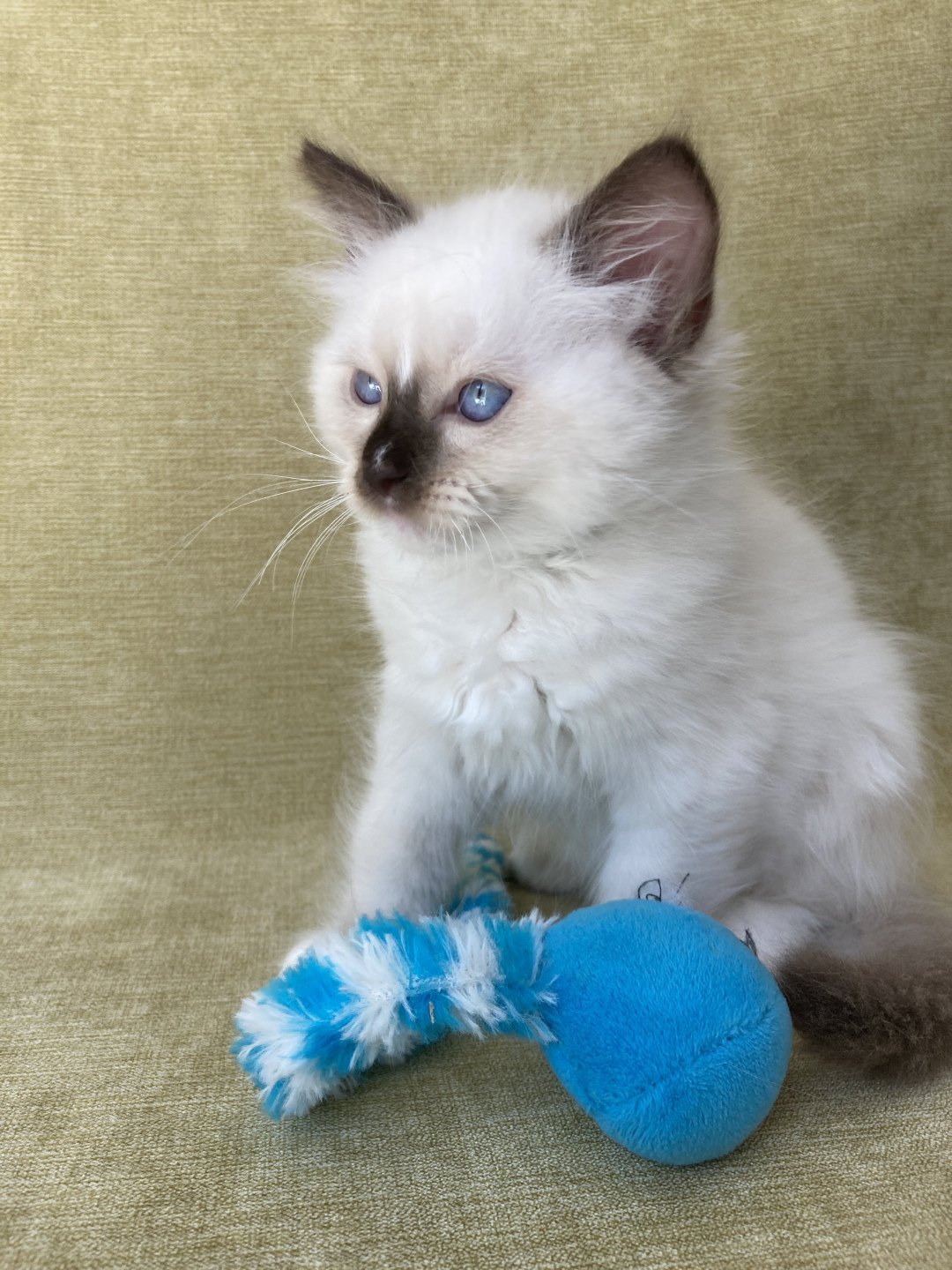 chaton Ragdoll chocolate point mitted Sully Les Ragdolls de la Croisette