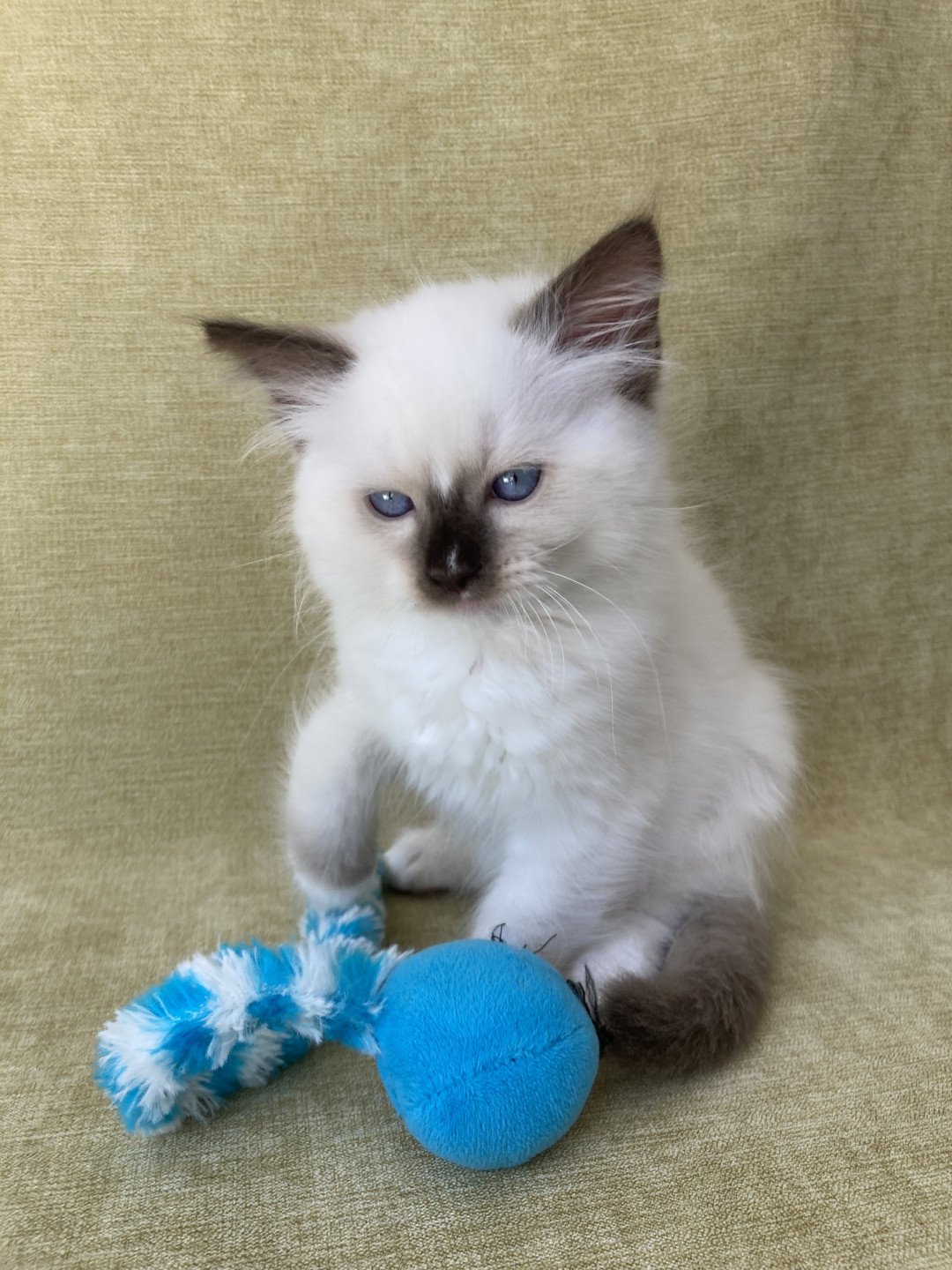 chaton Ragdoll chocolate point mitted Sully Les Ragdolls de la Croisette