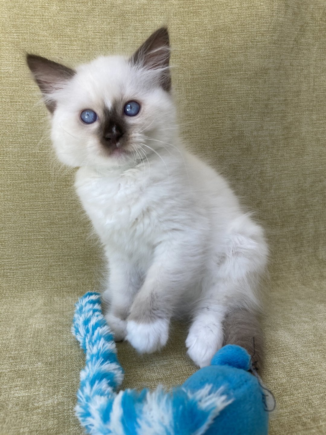 chaton Ragdoll chocolate point mitted Sully Les Ragdolls de la Croisette