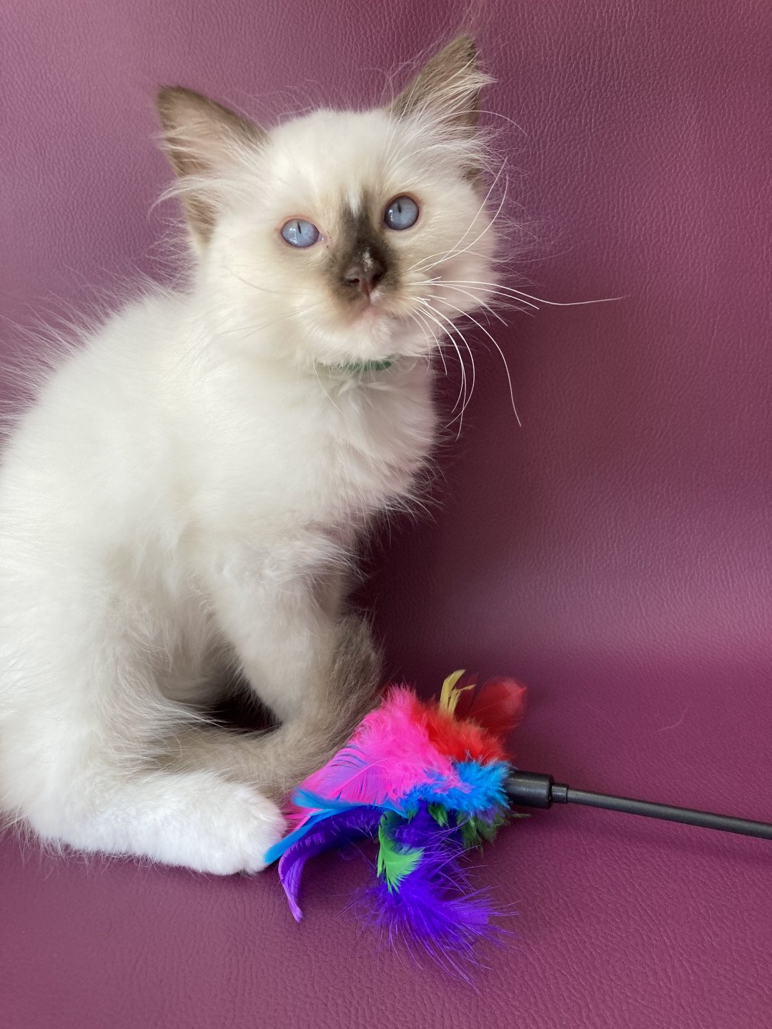 chaton Ragdoll chocolate point mitted Sully Les Ragdolls de la Croisette