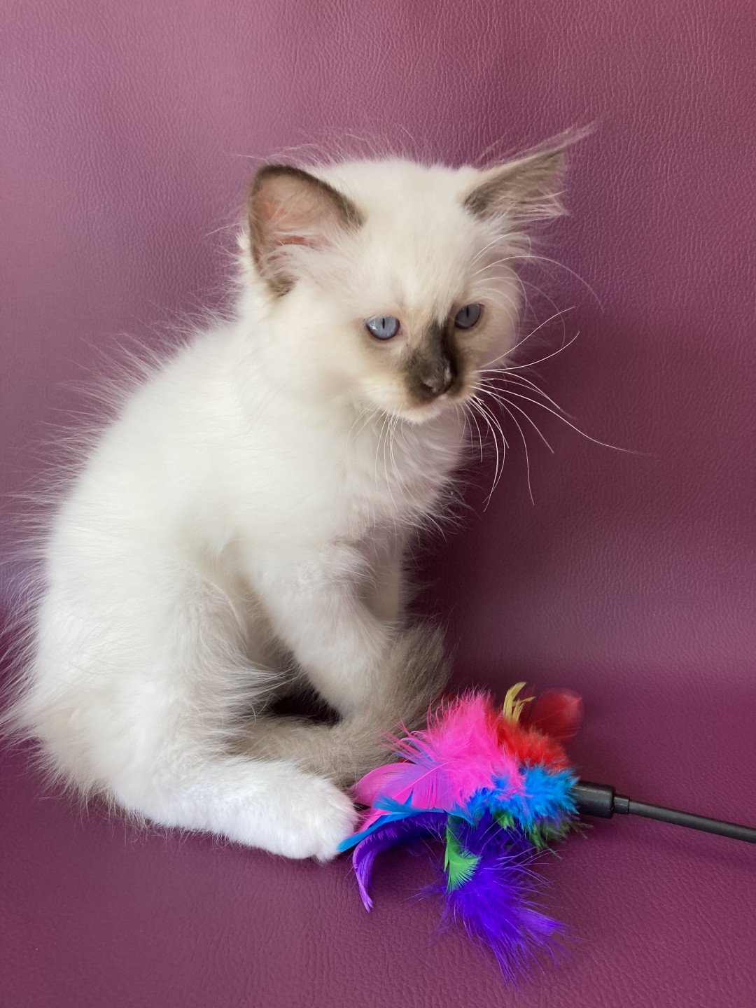 chaton Ragdoll chocolate point mitted Sully Les Ragdolls de la Croisette