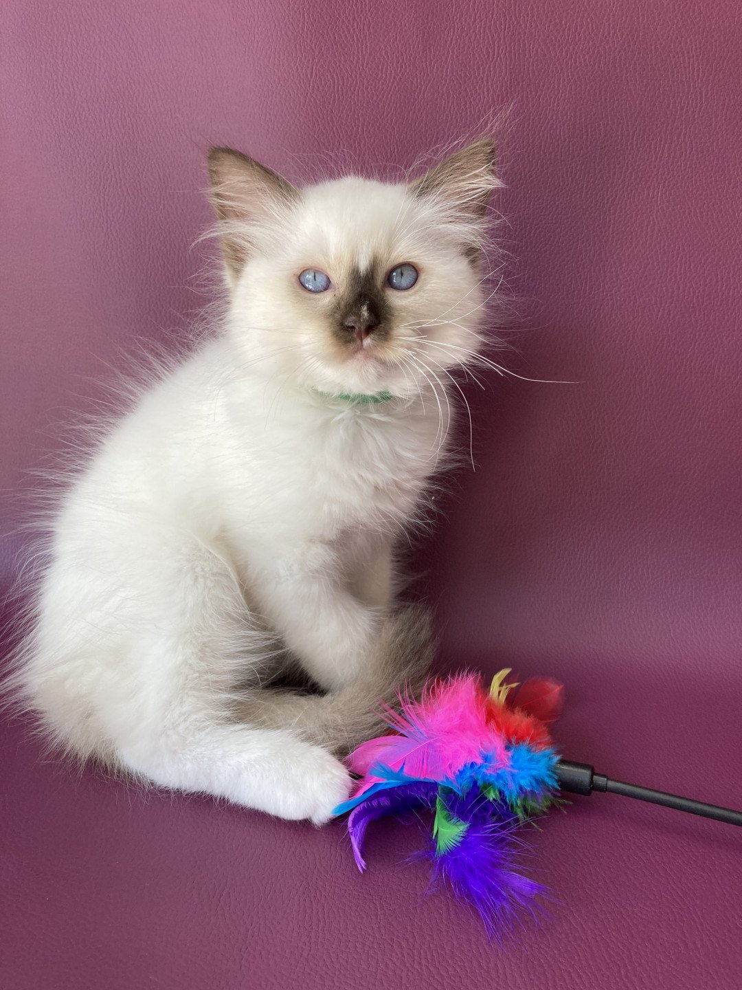 chaton Ragdoll chocolate point mitted Sully Les Ragdolls de la Croisette