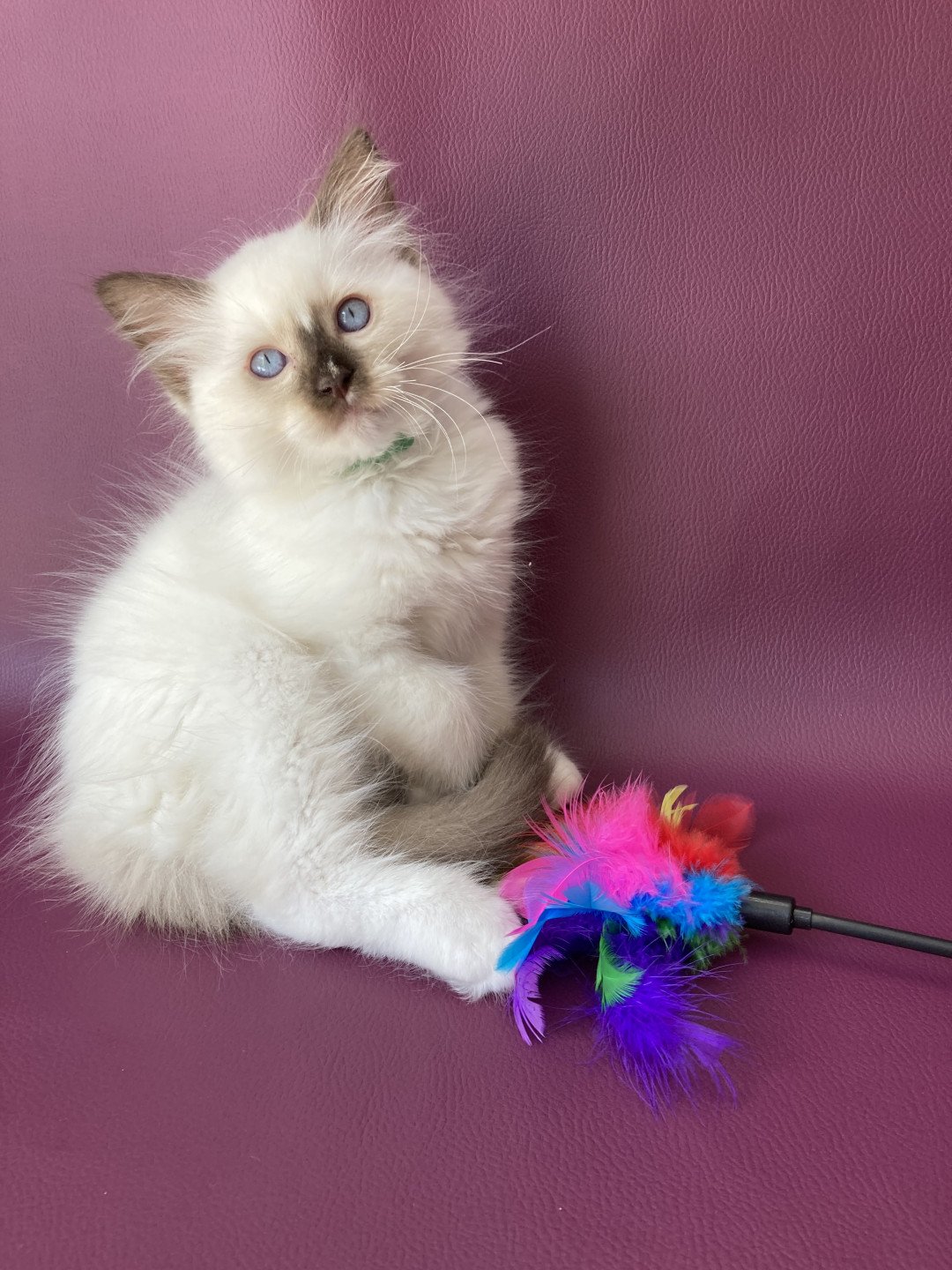 chaton Ragdoll chocolate point mitted Sully Les Ragdolls de la Croisette