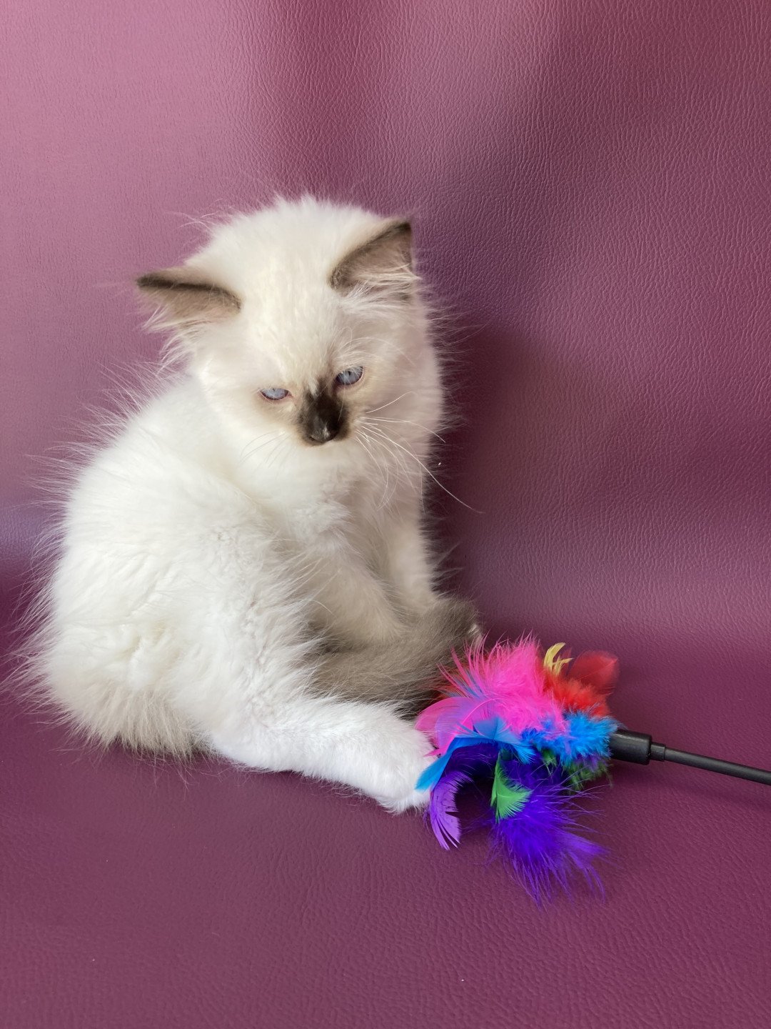 chaton Ragdoll chocolate point mitted Sully Les Ragdolls de la Croisette