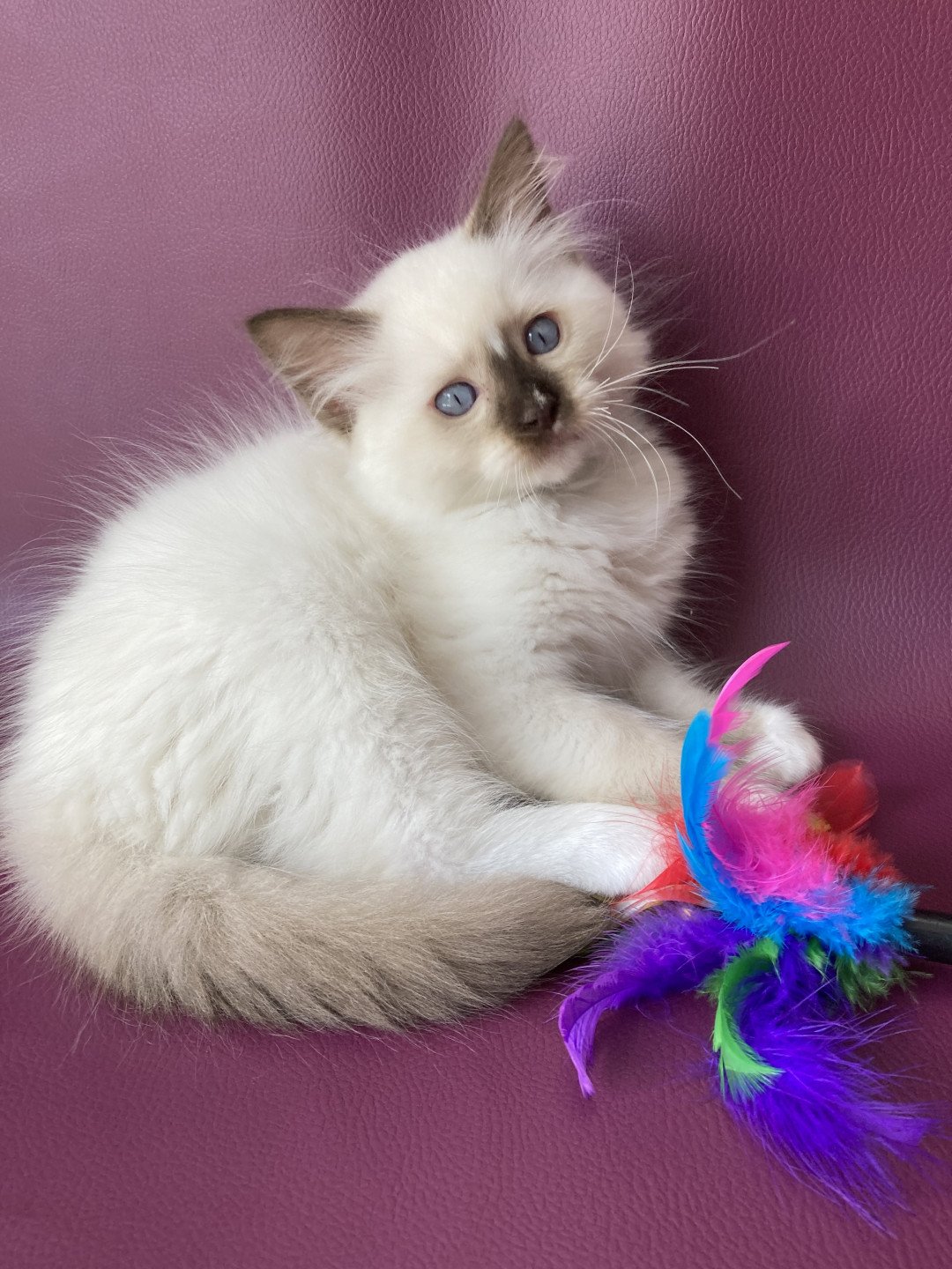 chaton Ragdoll chocolate point mitted Sully Les Ragdolls de la Croisette