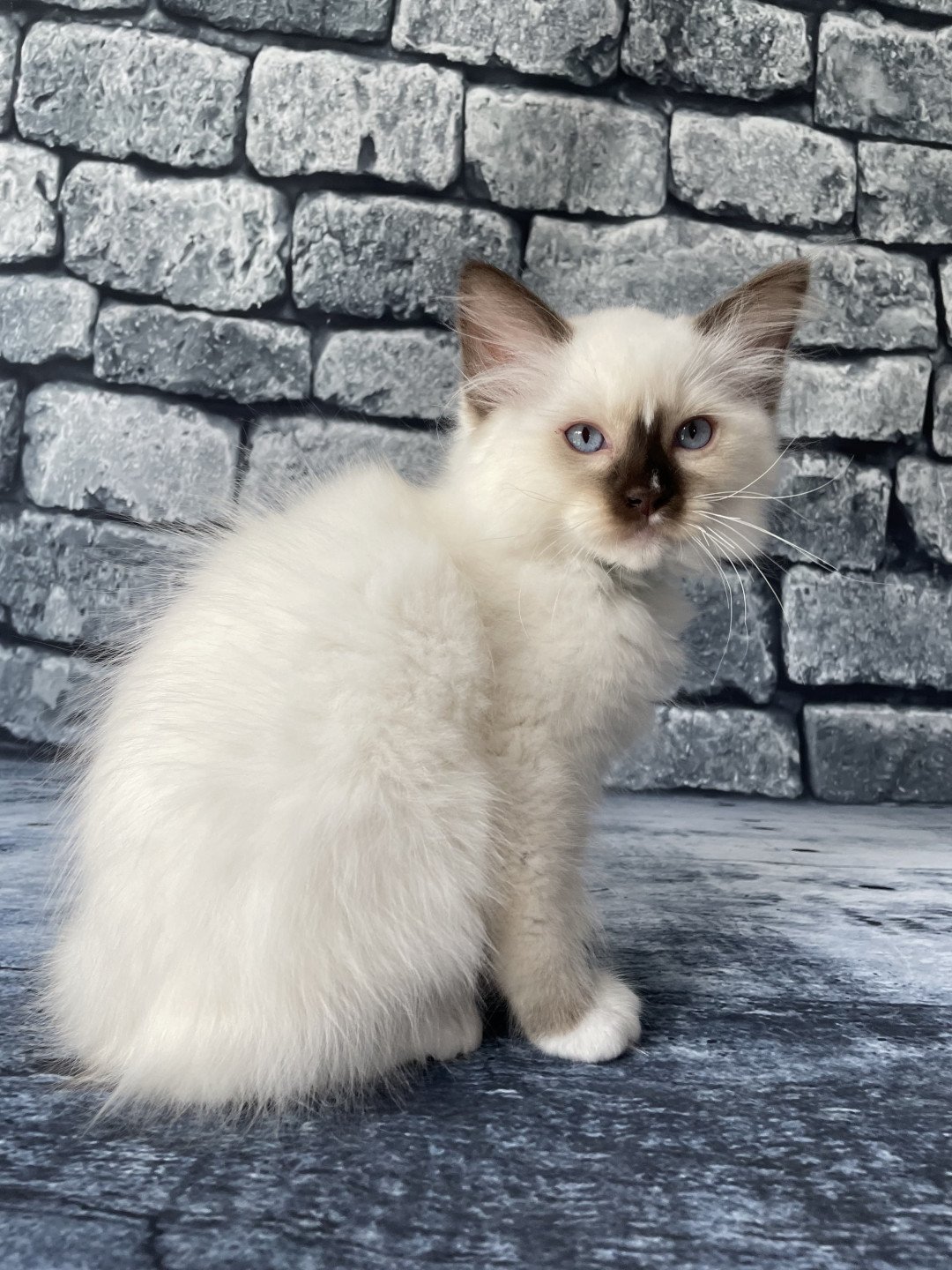 chaton Ragdoll chocolate point mitted Sully Les Ragdolls de la Croisette