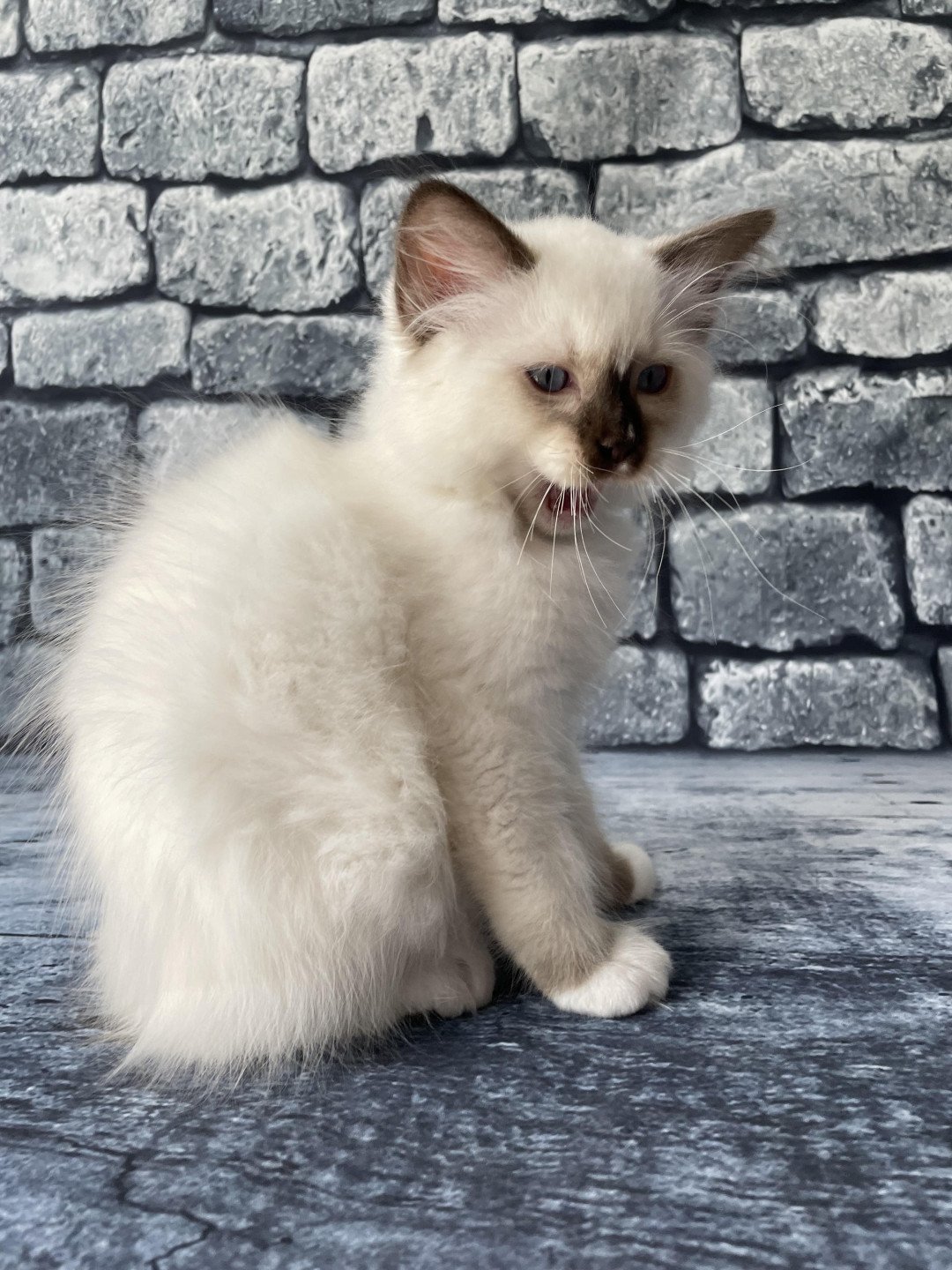 chaton Ragdoll chocolate point mitted Sully Les Ragdolls de la Croisette