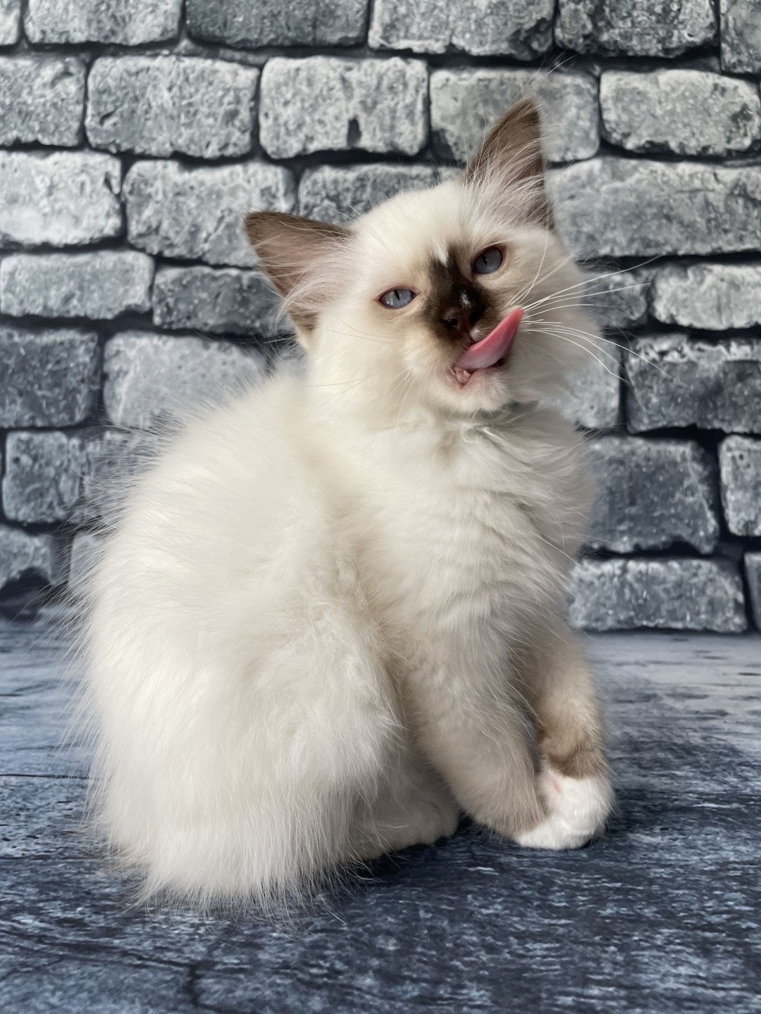 chaton Ragdoll chocolate point mitted Sully Les Ragdolls de la Croisette