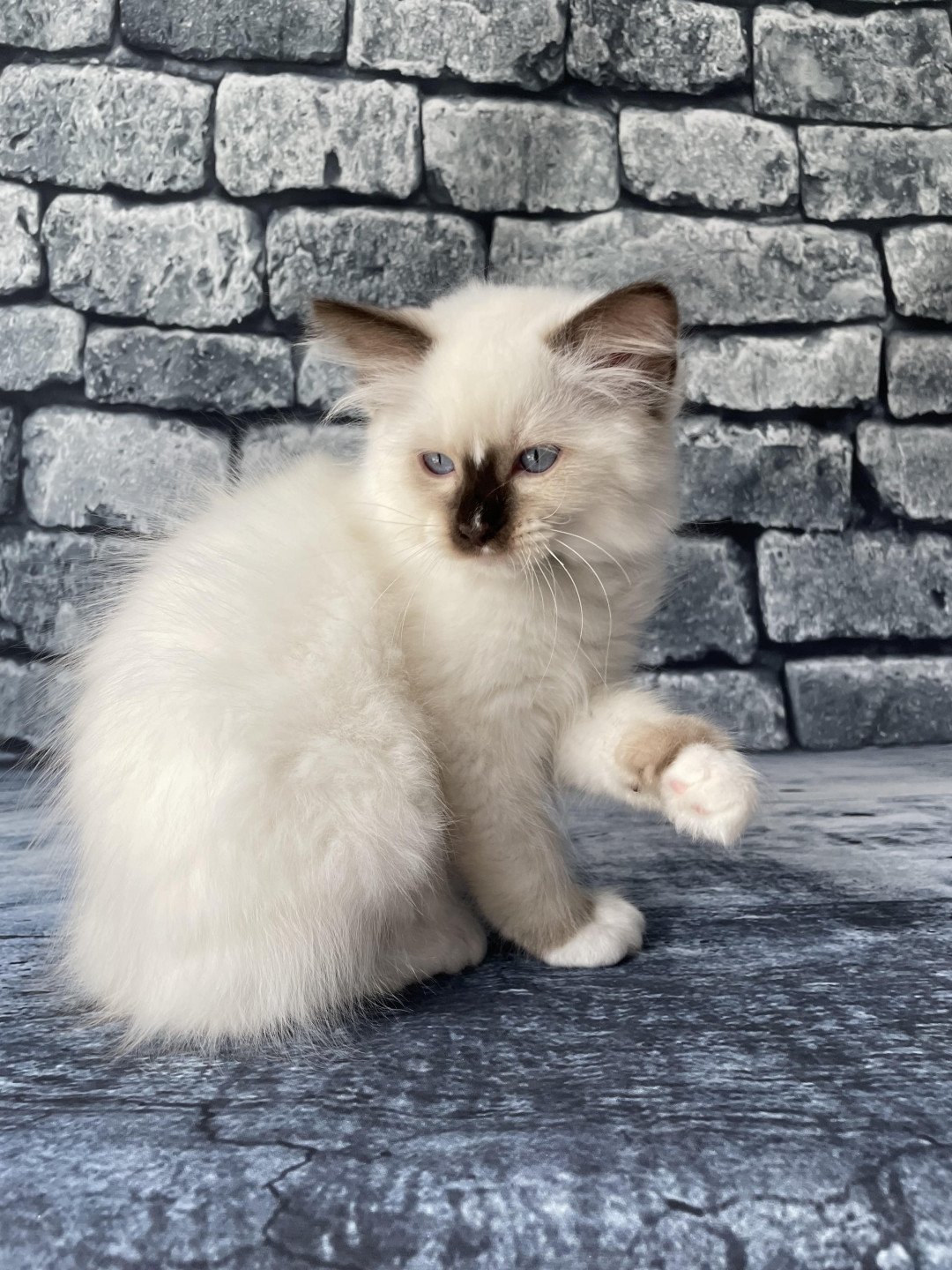 chaton Ragdoll chocolate point mitted Sully Les Ragdolls de la Croisette