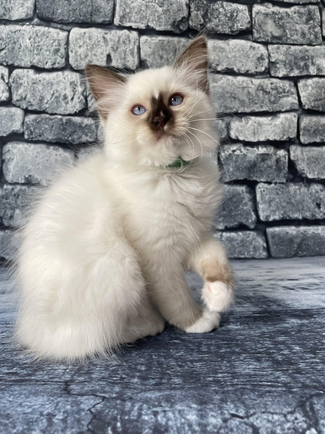 chaton Ragdoll chocolate point mitted Sully Les Ragdolls de la Croisette