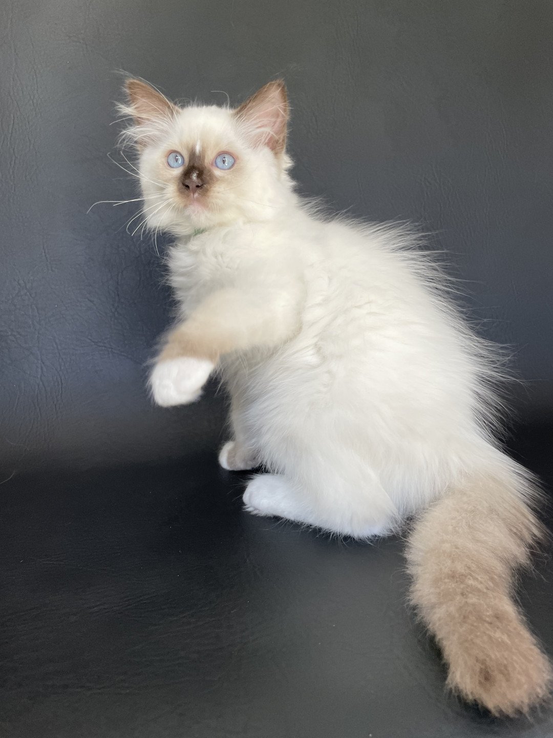 chaton Ragdoll chocolate point mitted Sully Les Ragdolls de la Croisette