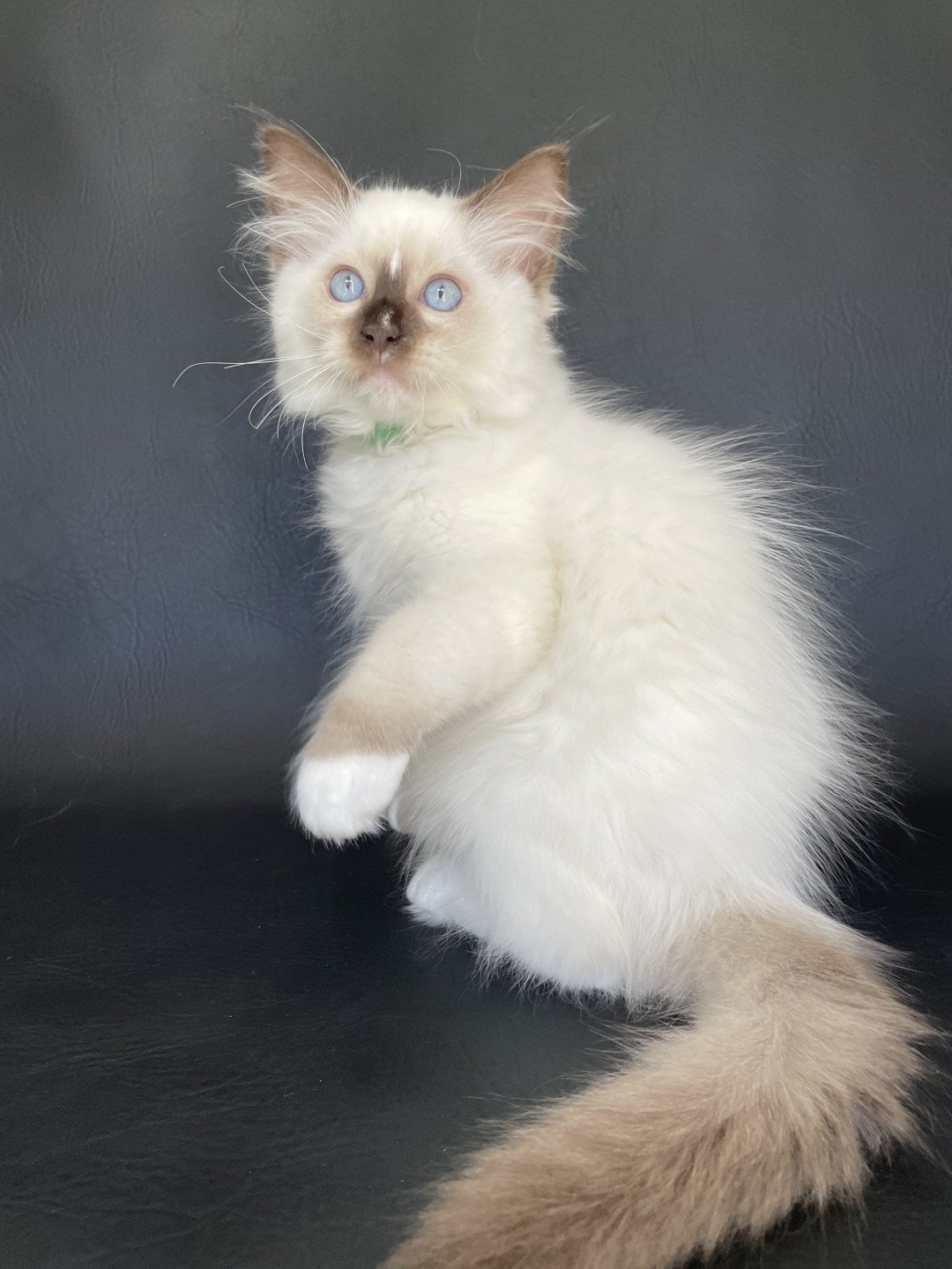chaton Ragdoll chocolate point mitted Sully Les Ragdolls de la Croisette