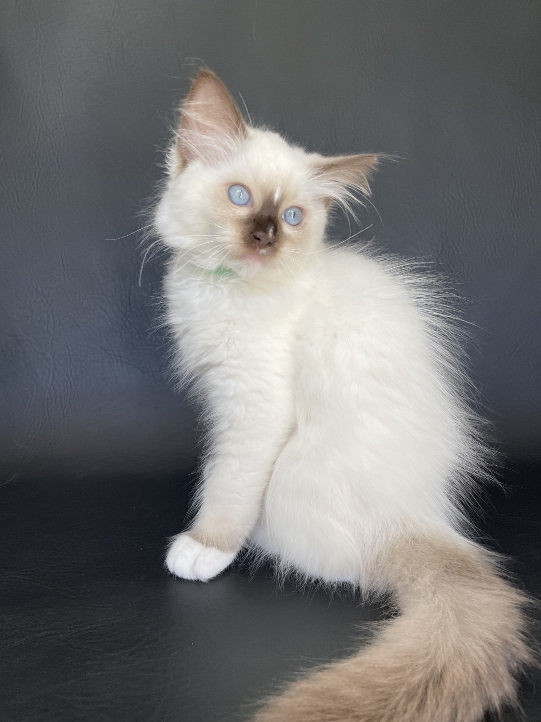 chaton Ragdoll chocolate point mitted Sully Les Ragdolls de la Croisette