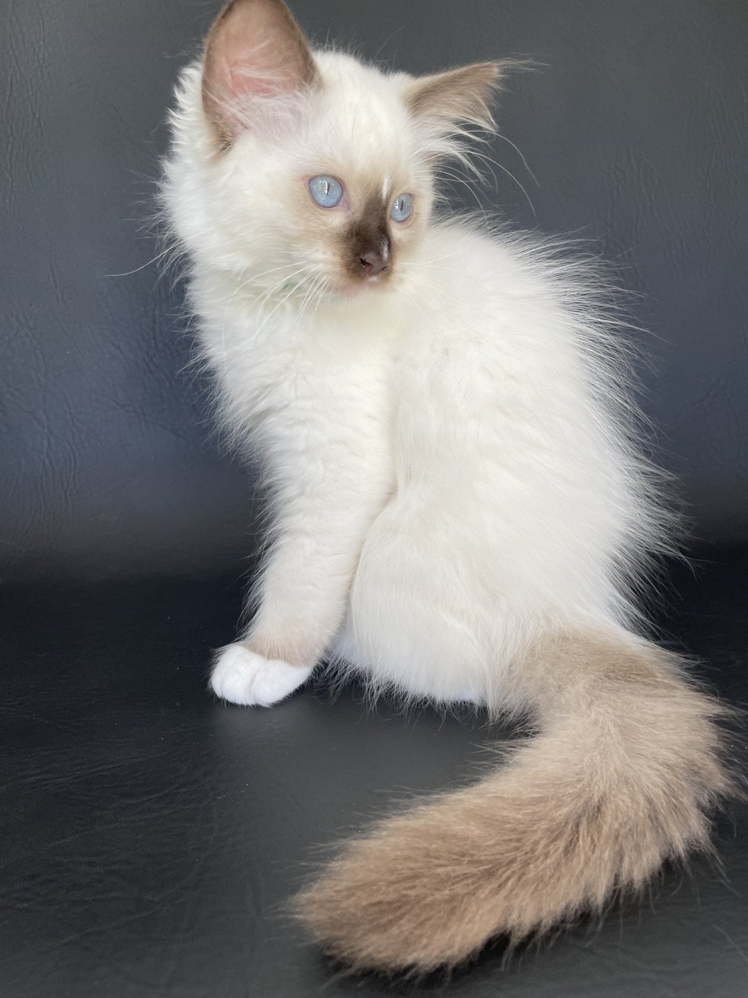 chaton Ragdoll chocolate point mitted Sully Les Ragdolls de la Croisette